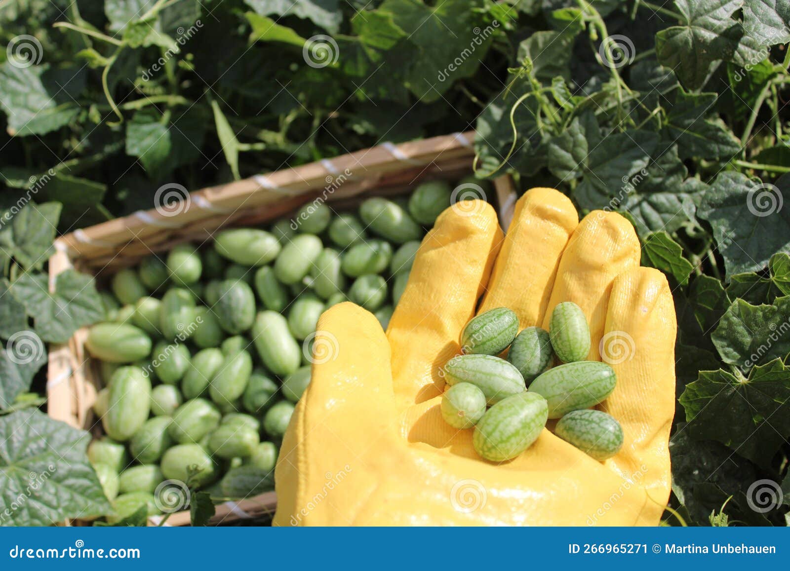 Cucumber harvest stock image. Image of cucumberharvest 266965271