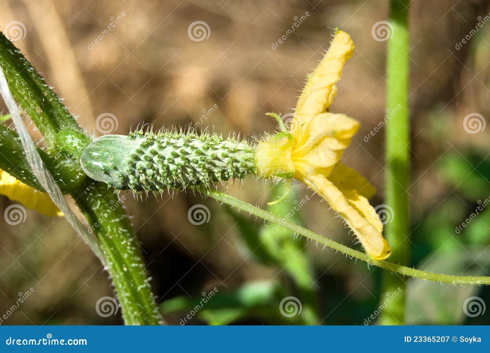 Cucumber and its flower stock image. Image of plant, eating 23365207