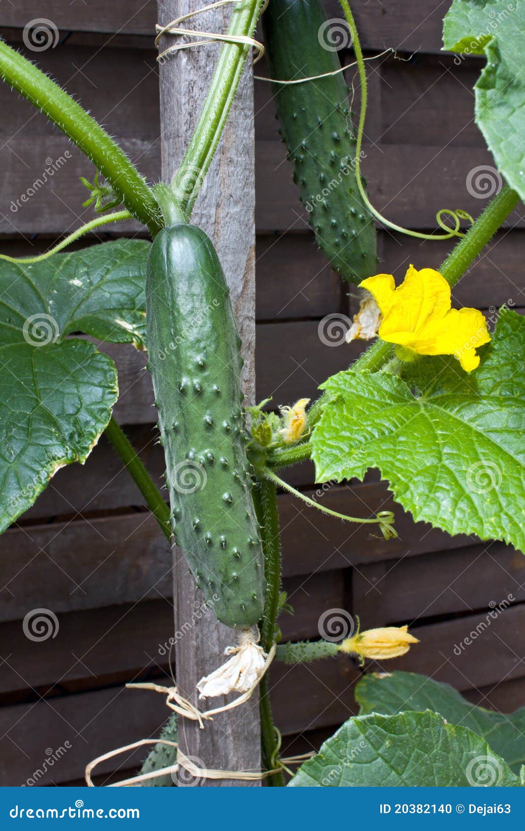 Cucumber plant stock photo. Image of close, plant, eating 20382140