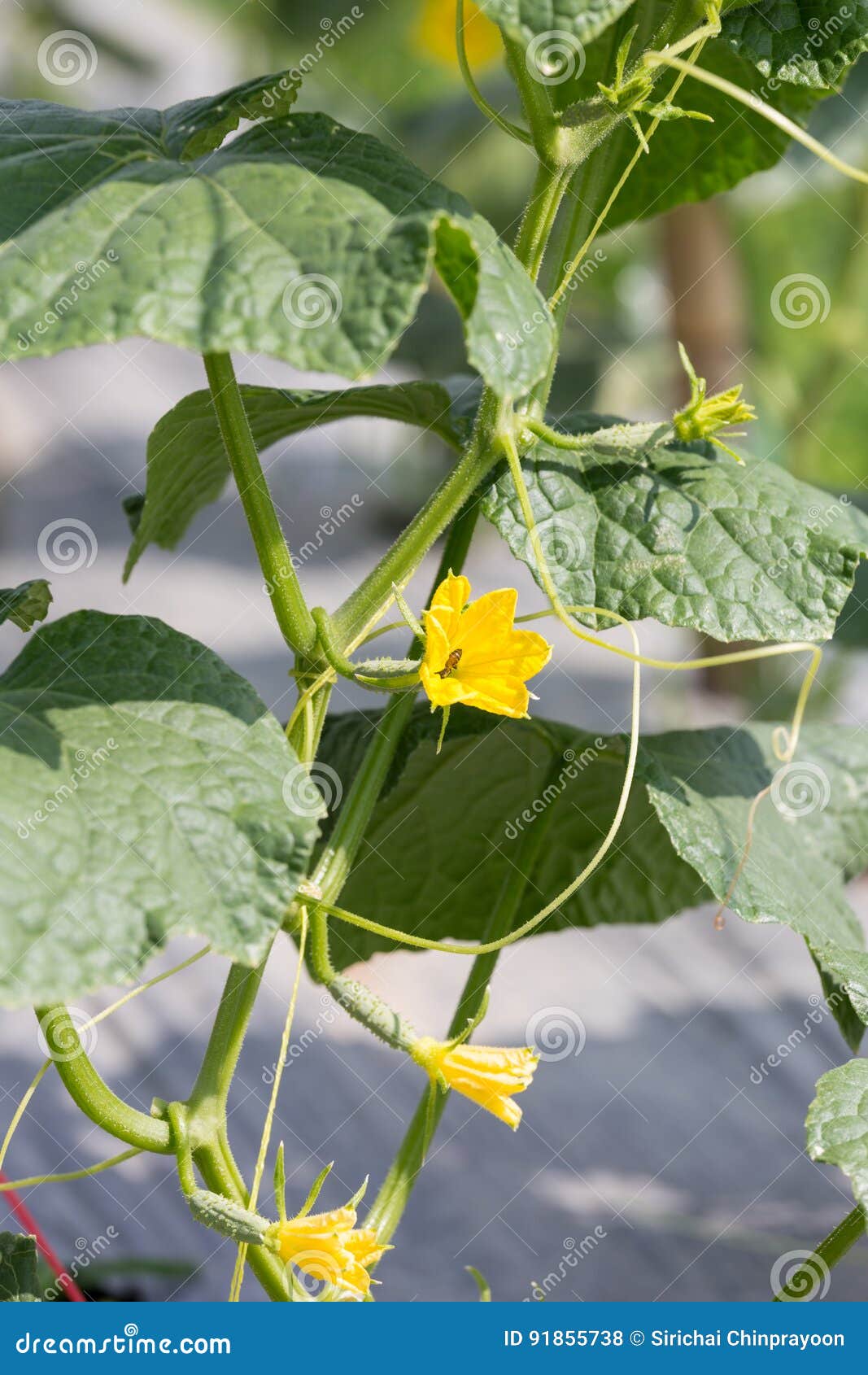 Cucumber Plant Growing in the Field and Pollinated with Bee Stock Photo Image of gardening
