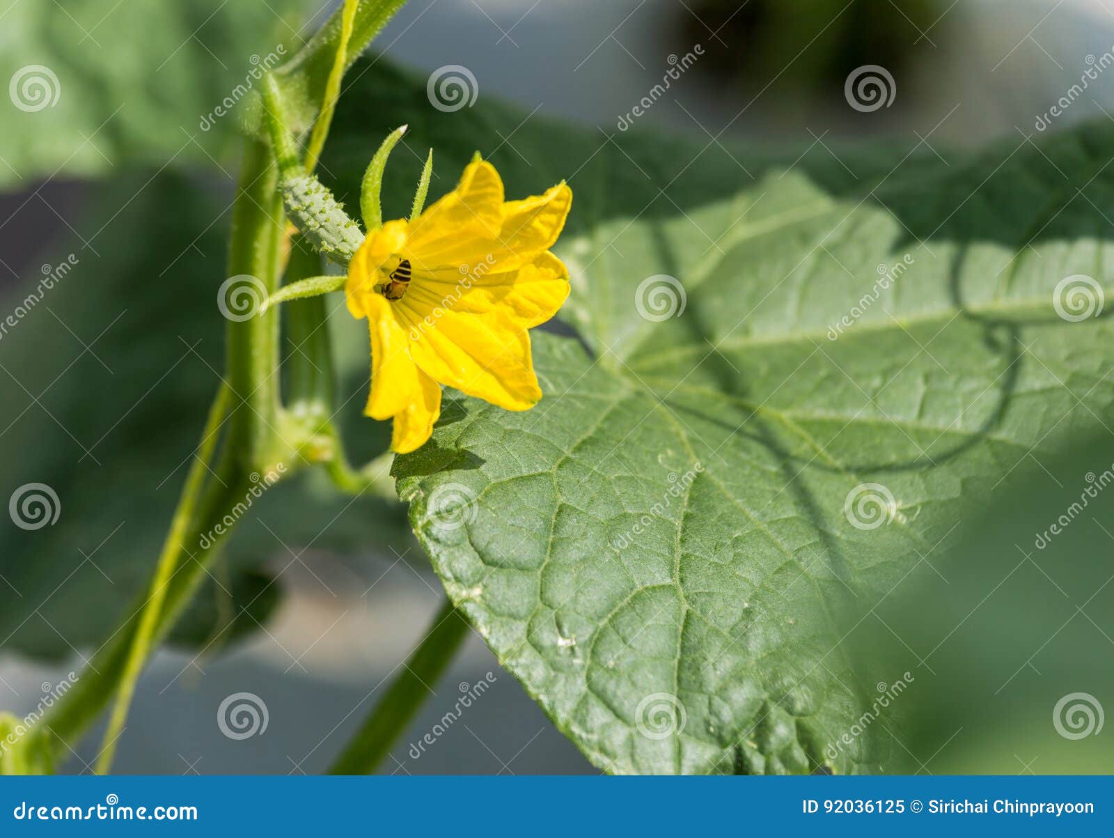 Cucumber Plant Growing in Field and Pollinated with Bee Stock Image Image of garden, natural