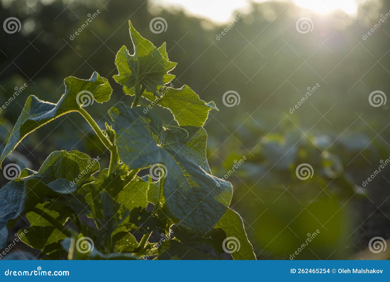 Cucumber plant in the sun. stock photo. Image of tree 262465254