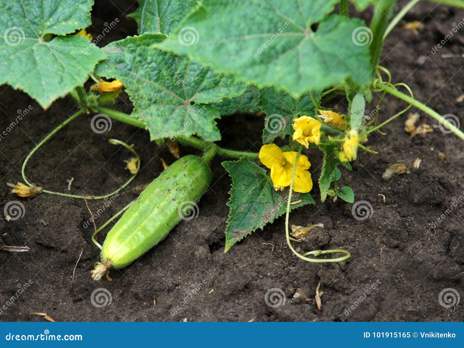 82,043 Cucumber Plant Stock - Free & Royalty-Free Photos from Dreamstime