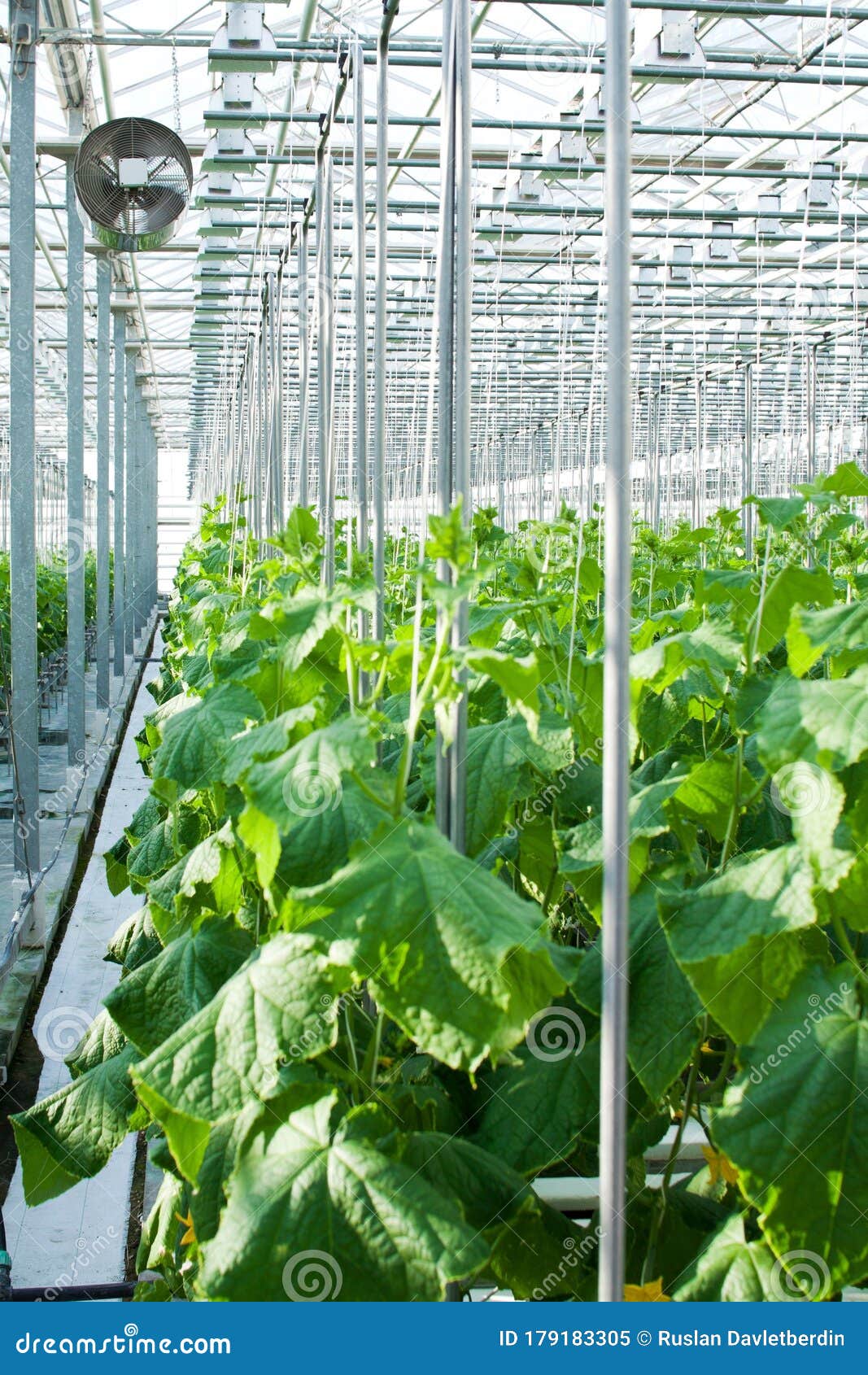 Cucumber Plants Growing Inside a Modern Greenhouse Stock Image Image