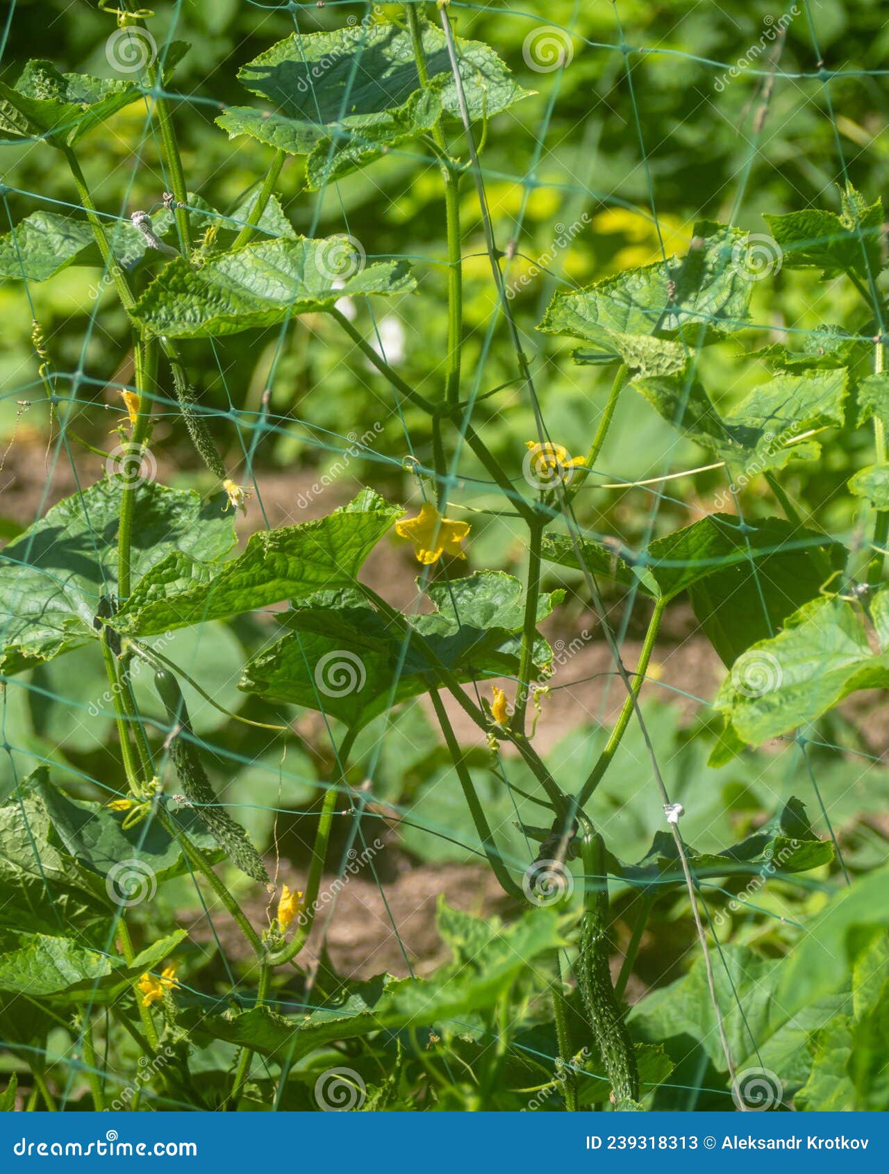 cucumber plants in the open ground on a garter with flowers and ovaries of small cucumbers. growing eco-vegetables. cucumbers in