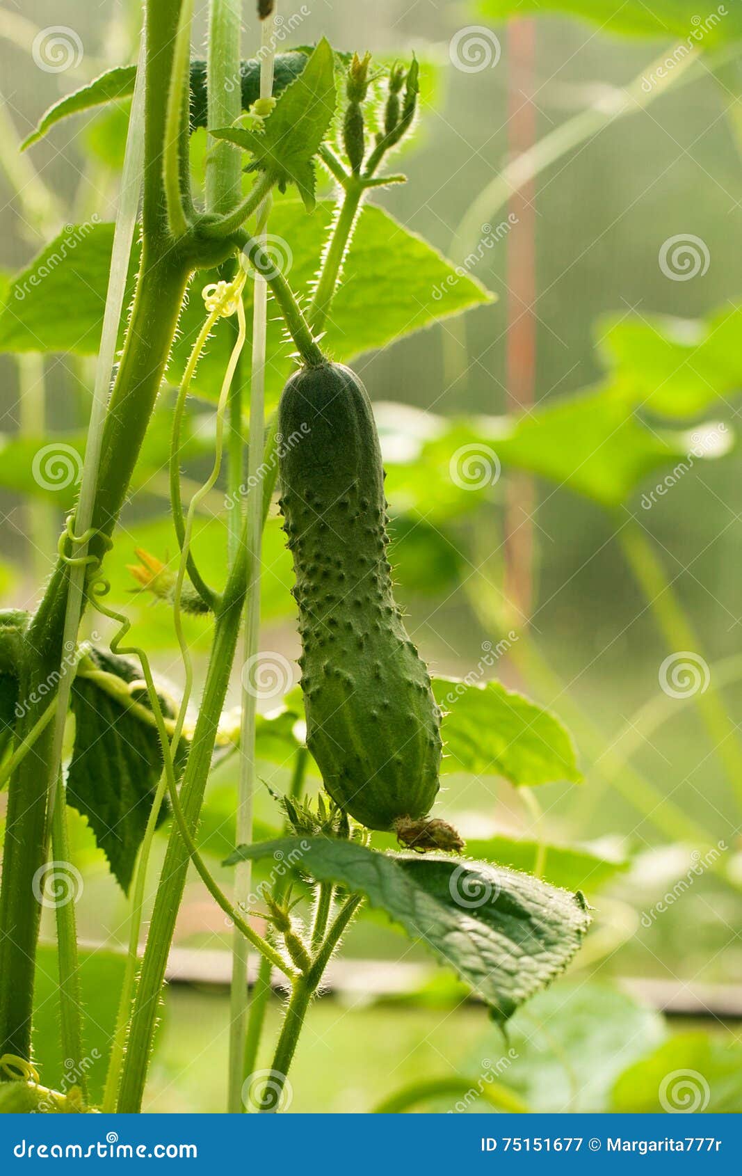 Cucumber in a Spanish Greenhouse Stock Image Image of industry