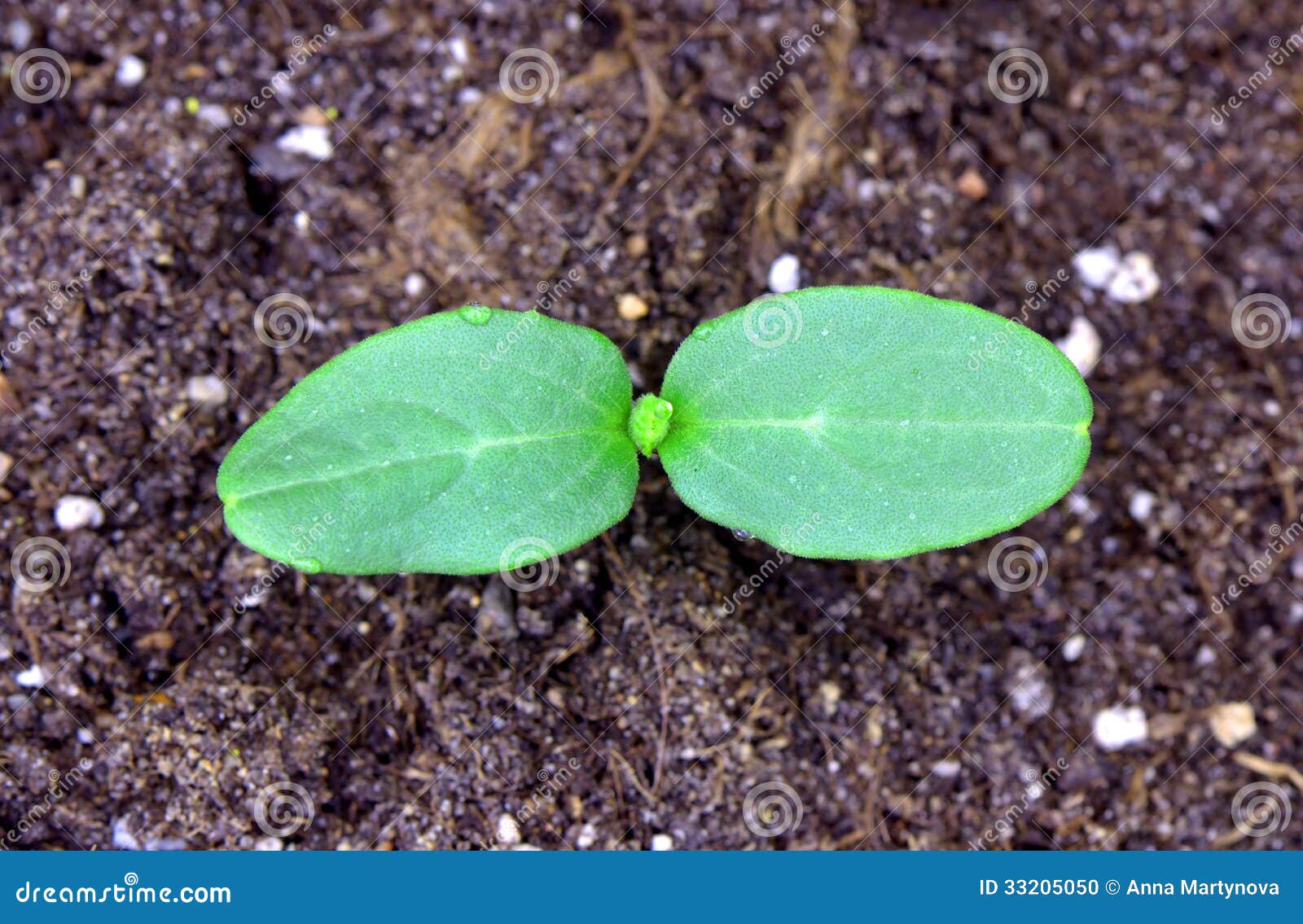 Cucumber sprout stock photo. Image of greenery, life 33205050
