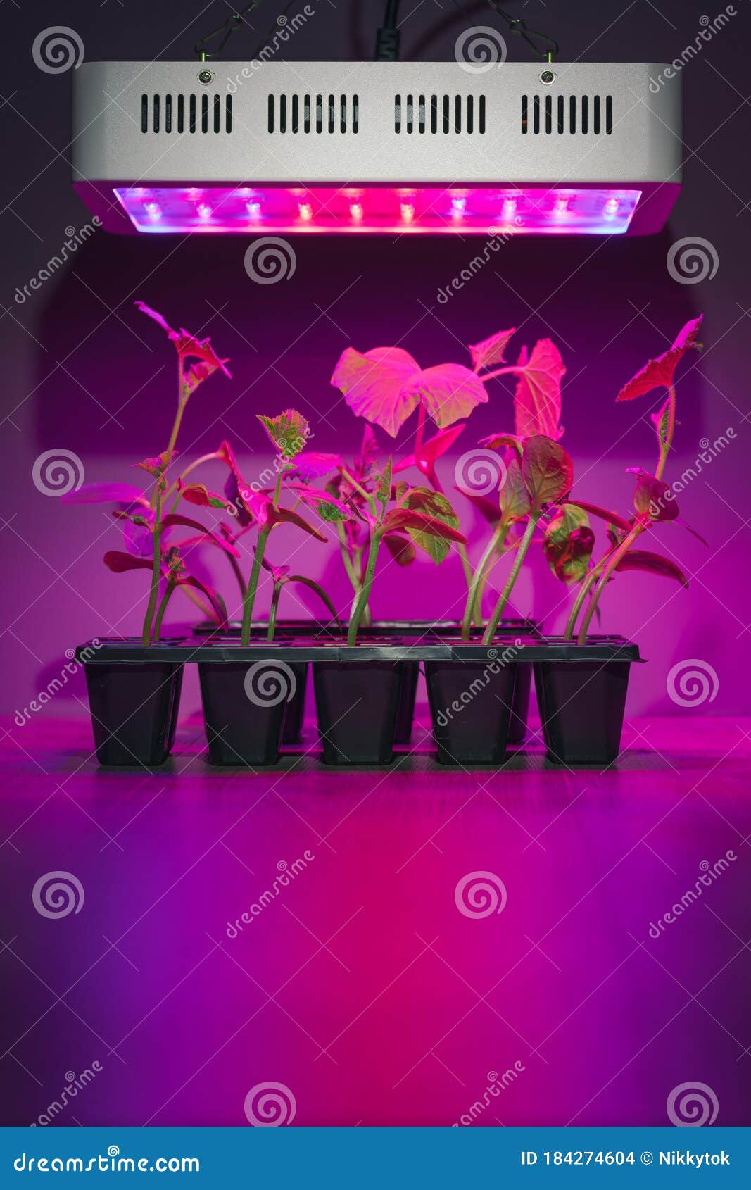 Cucumber Sprouts Under Led Light Grow Lamp Stock Photo Image of