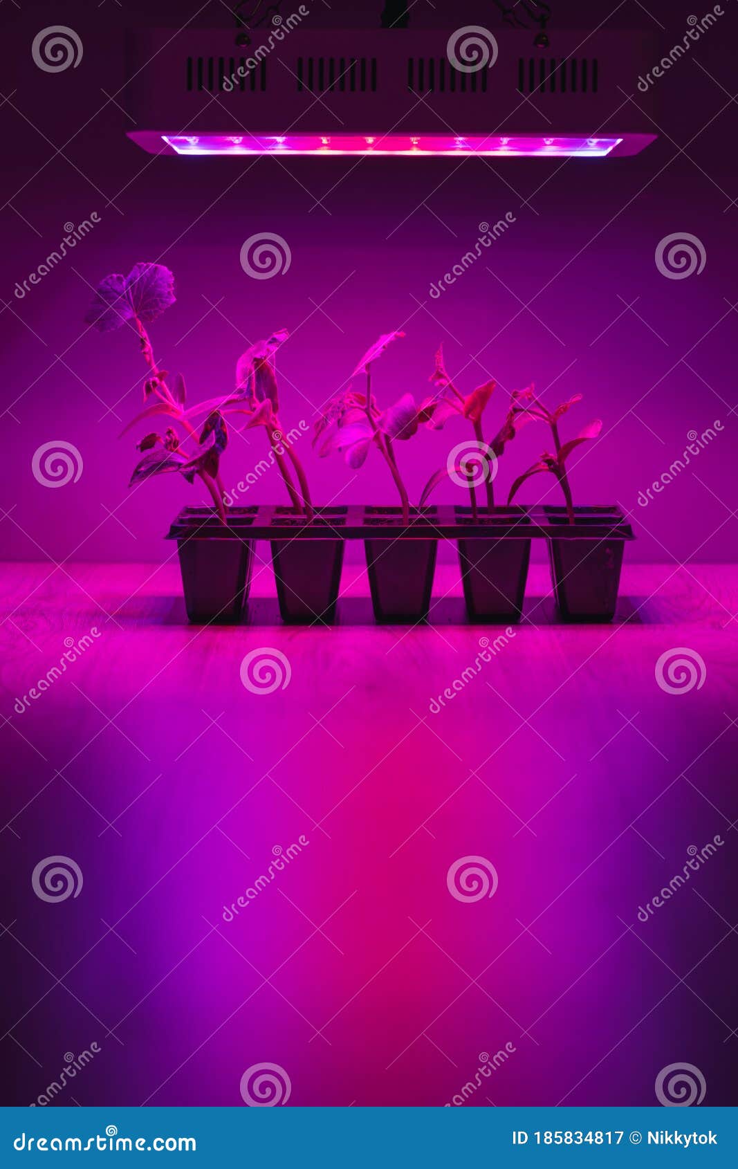 Cucumber Sprouts Under Led Light Grow Lamp Stock Image Image of lamp