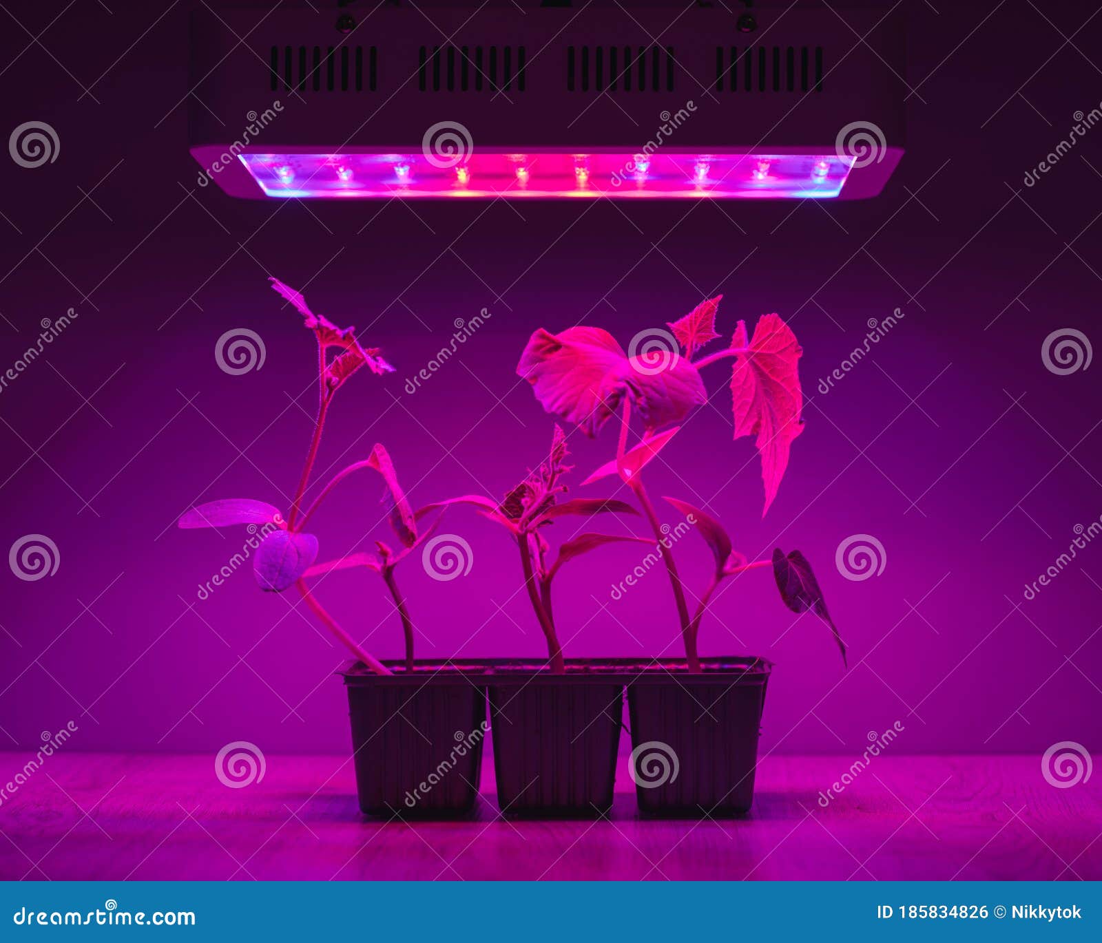 Cucumber Sprouts Under Led Light Grow Lamp Stock Photo Image of