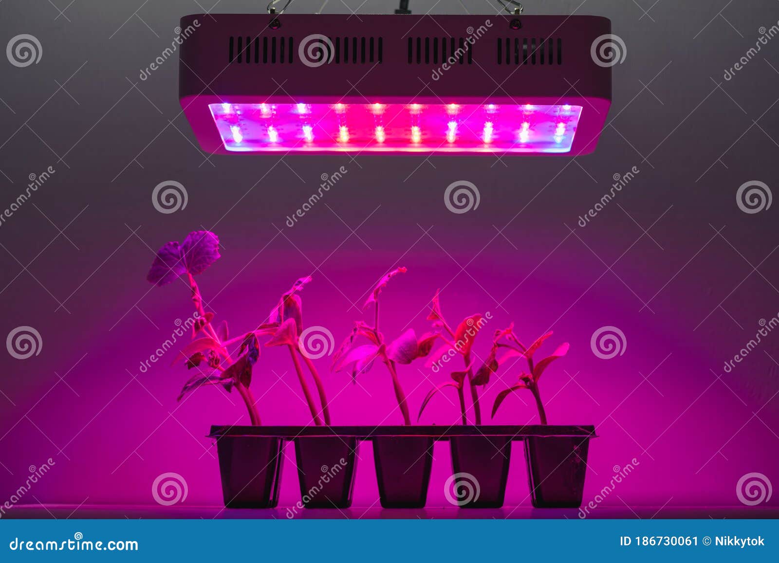 Cucumber Sprouts Under Led Light Grow Lamp Stock Image Image of