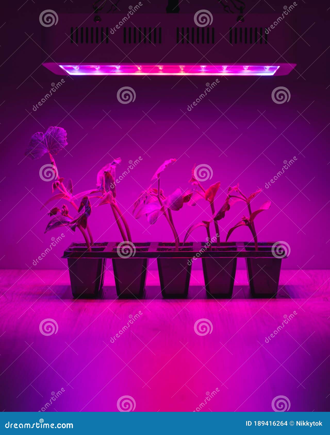 Cucumber Sprouts Under Led Light Grow Lamp Stock Photo Image of grow