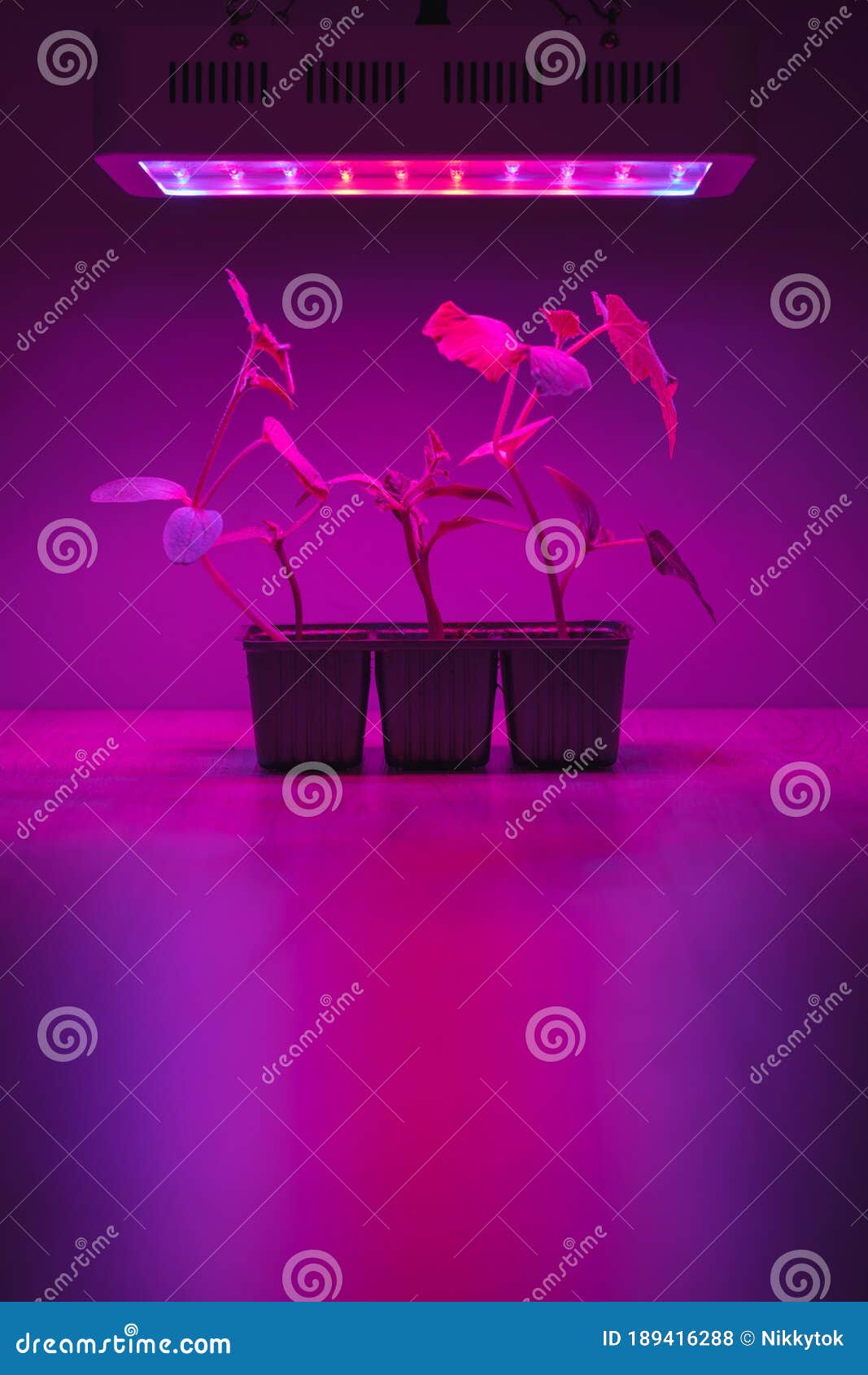 Cucumber Sprouts Under Led Light Grow Lamp Stock Photo Image of