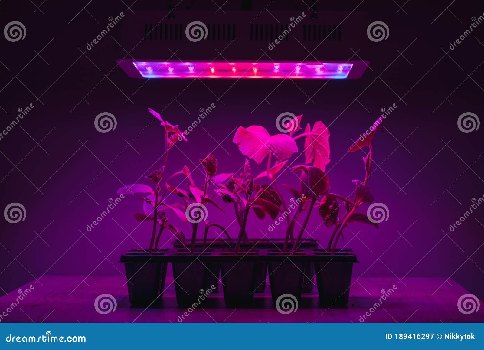 Cucumber Sprouts Under Led Light Grow Lamp Stock Image Image of lamp