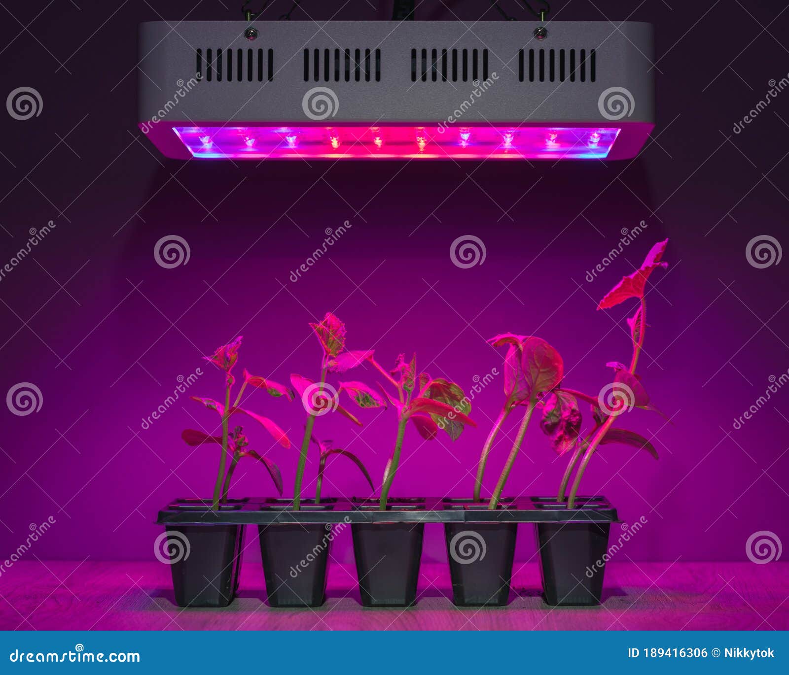 Cucumber Sprouts Under Led Light Grow Lamp Stock Photo Image of