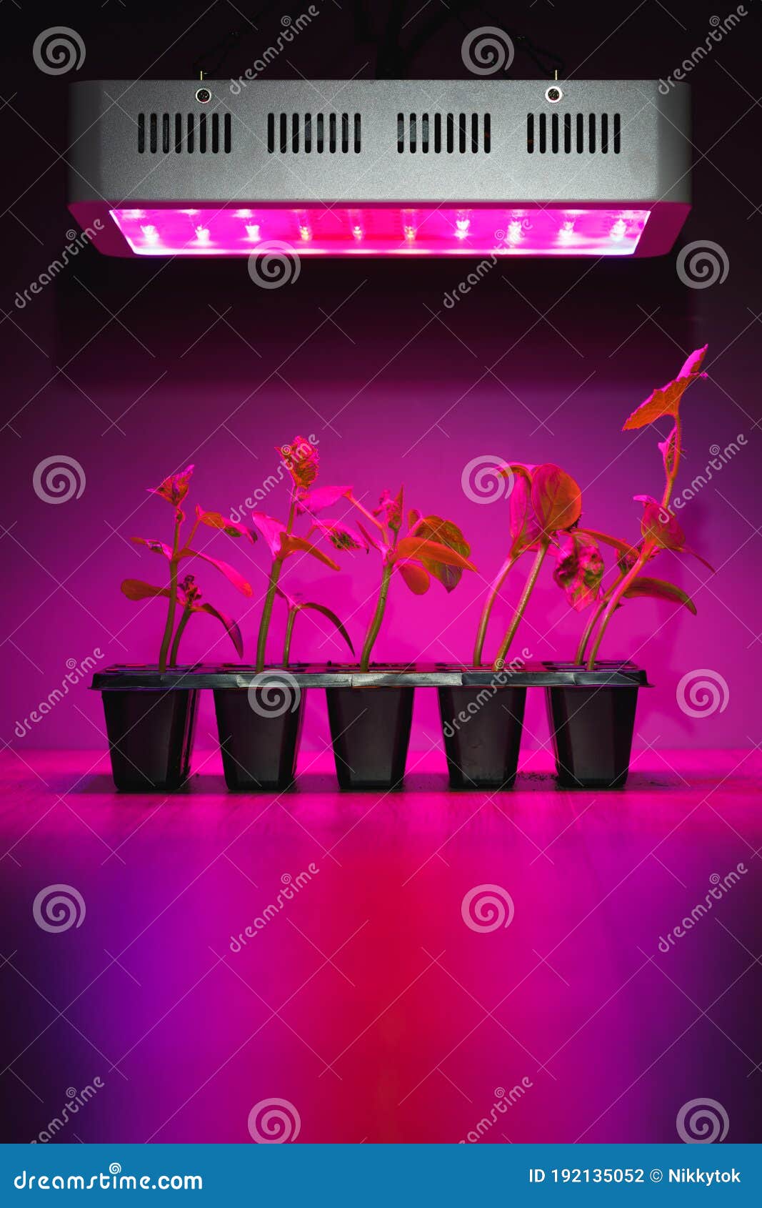 Cucumber Sprouts Under Led Light Grow Lamp Stock Photo Image of