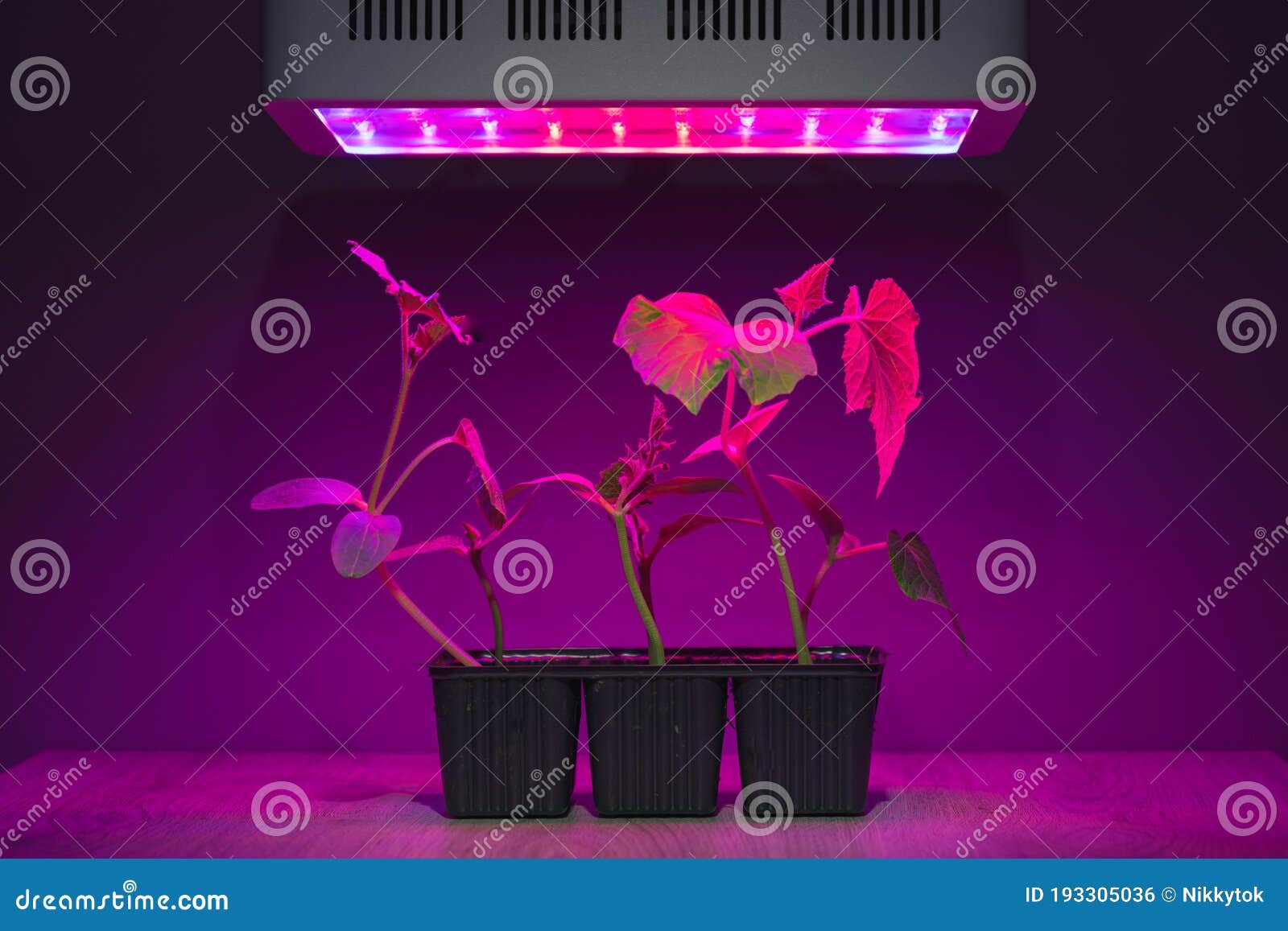 Cucumber Sprouts Under Led Light Grow Lamp Stock Photo Image of