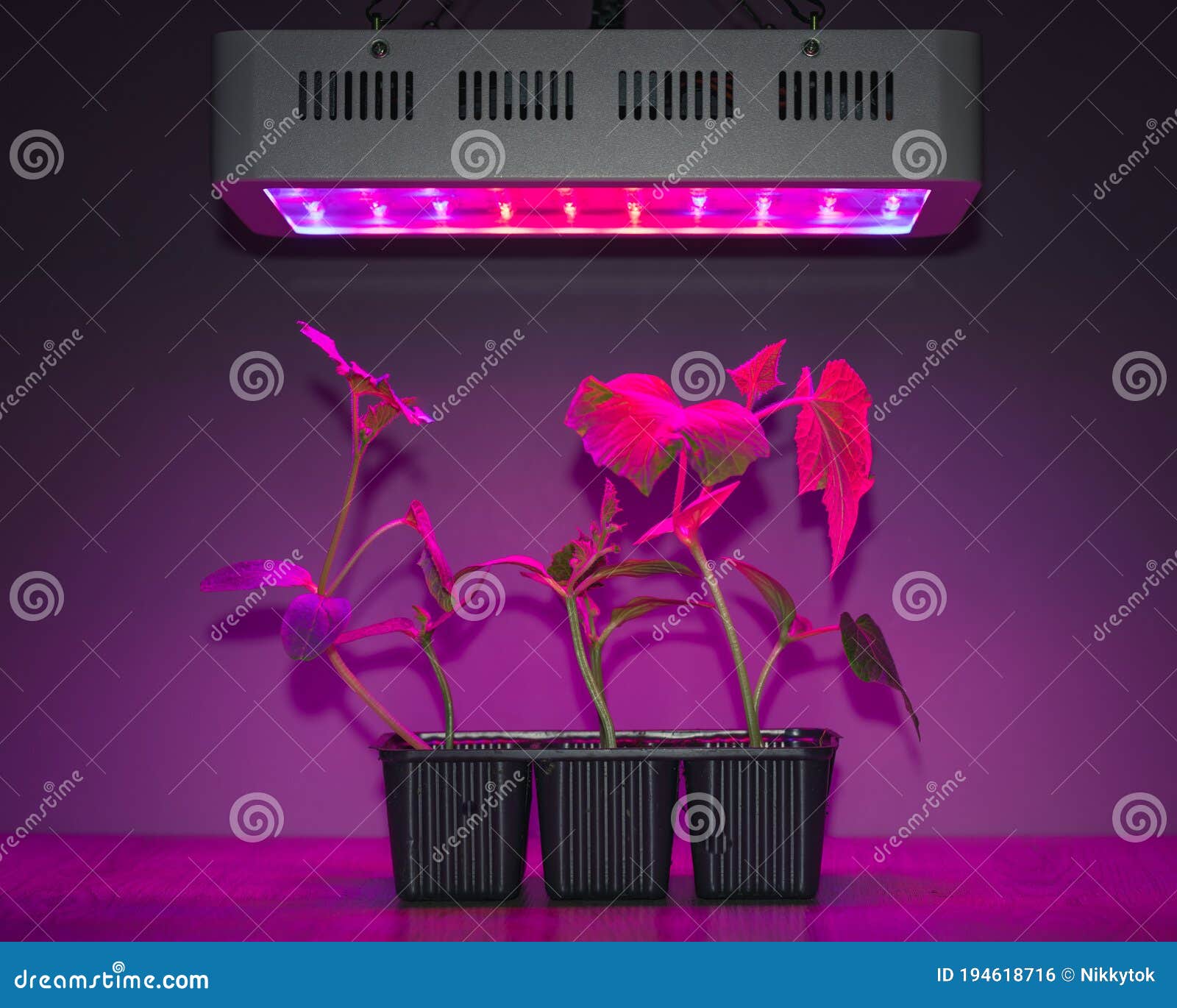 Cucumber Sprouts Under Led Light Grow Lamp Stock Photo Image of
