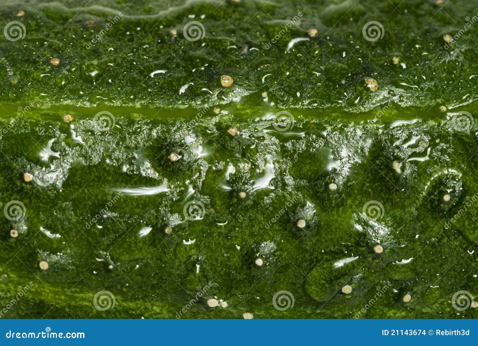 Cucumber texture stock photo. Image of organic, freshness 21143674