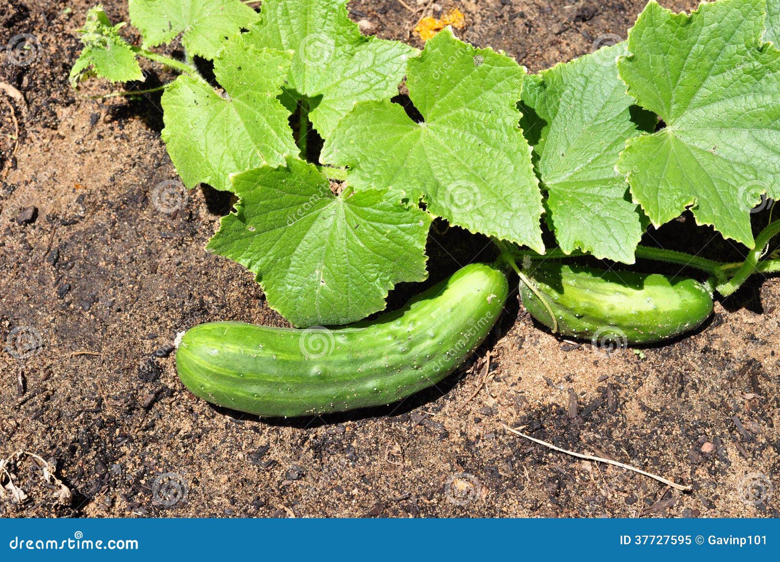 Cucumber in the Vegetable Garden Stock Image Image of green, outdoors