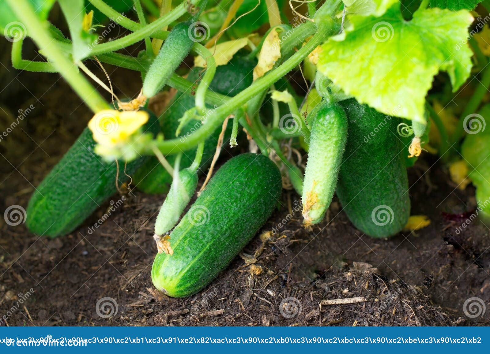 Cucumbers - Harvst
