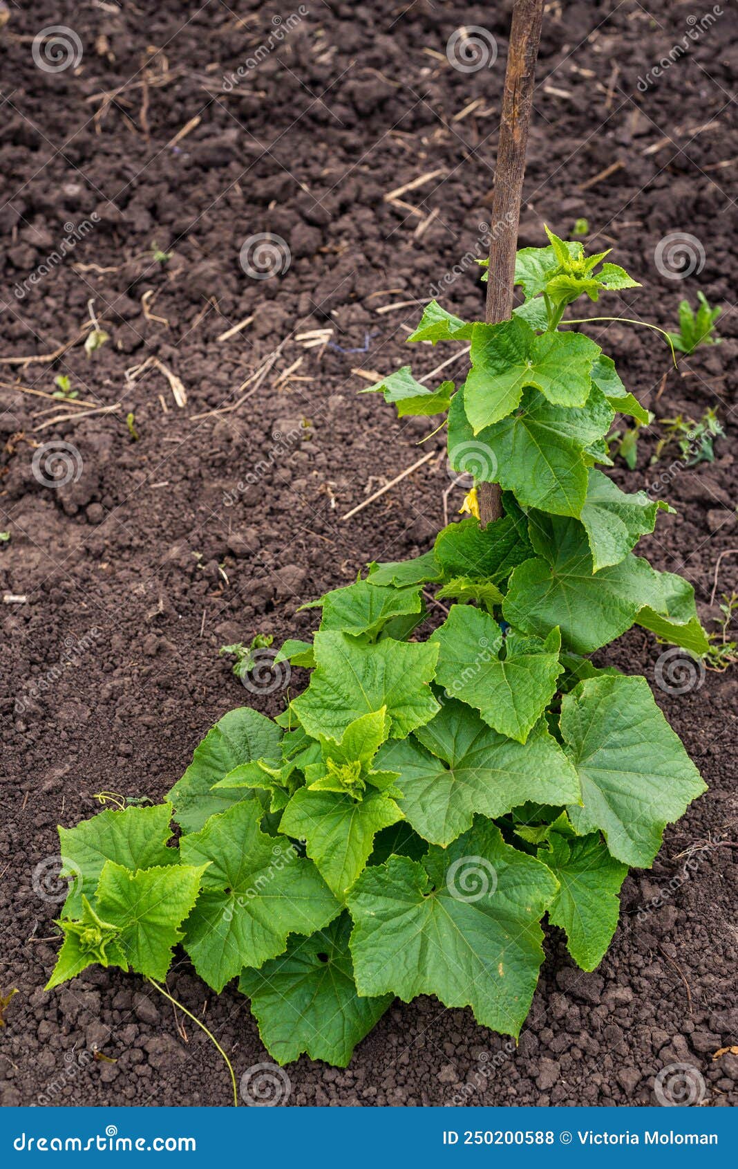 cucumber vine with peduncles and cucumber ovaries on garden net. cucumber vine. ripening cucumbers in garden in sun in open air