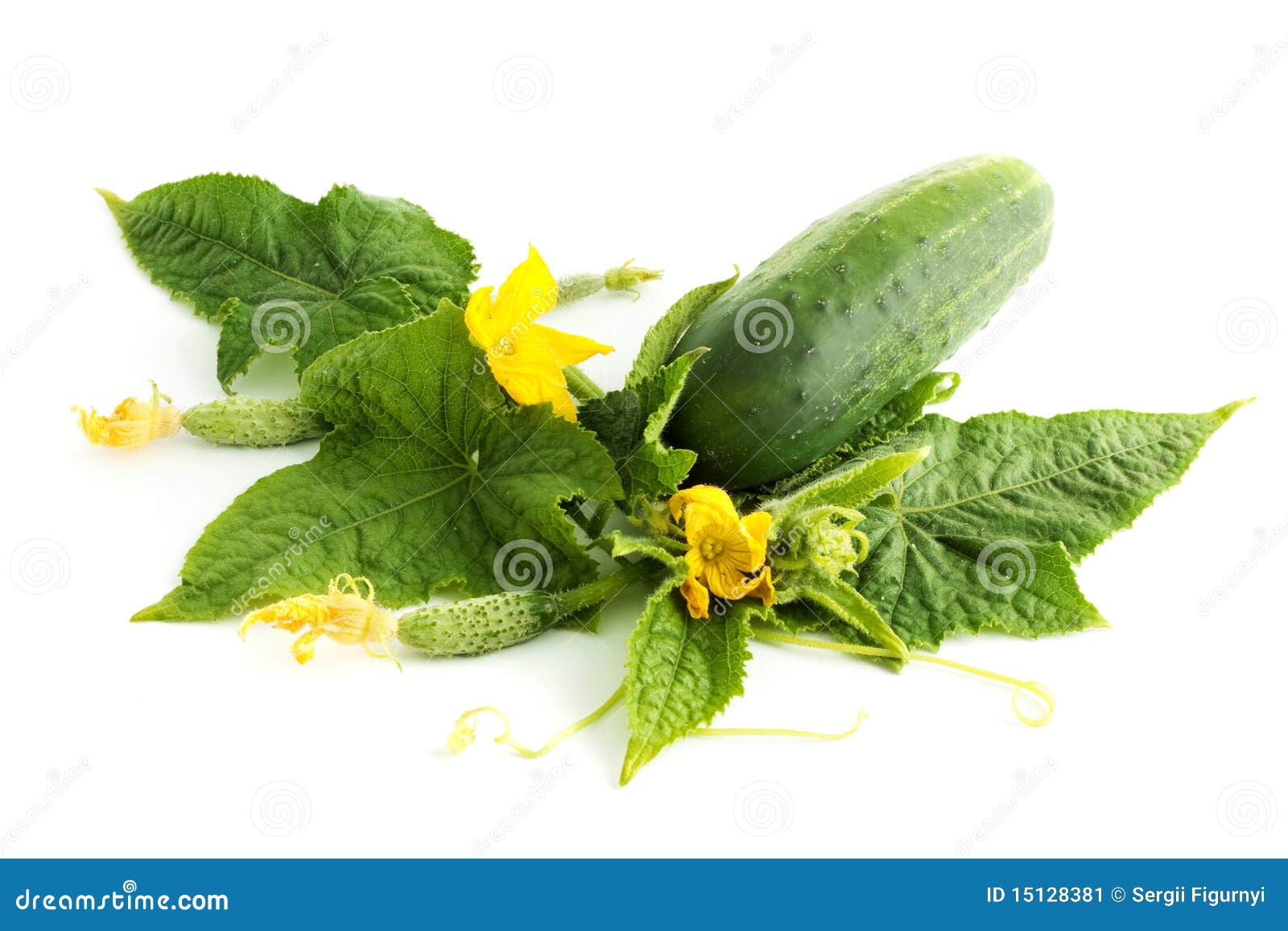 Cucumber On A White Background In Which The Syringe Gmo And Nitrates