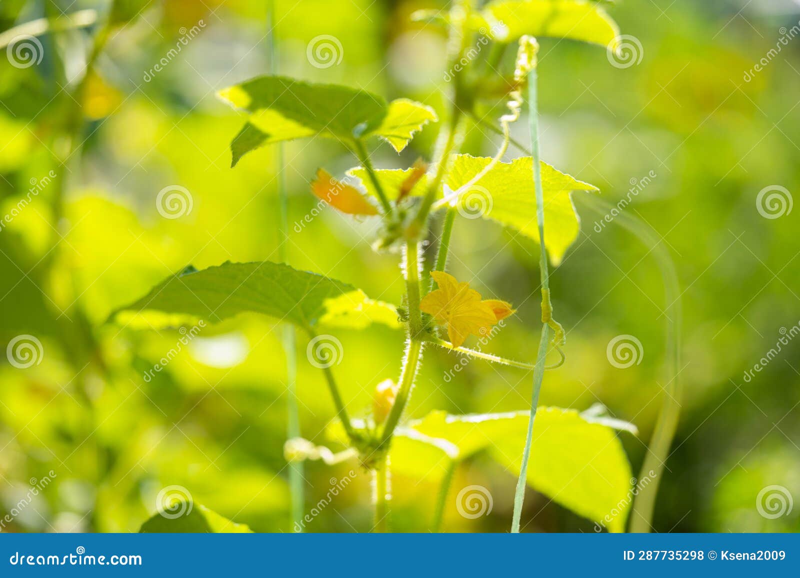 Cucumbers Growing on the Farm Stock Photo Image of ripe, growth