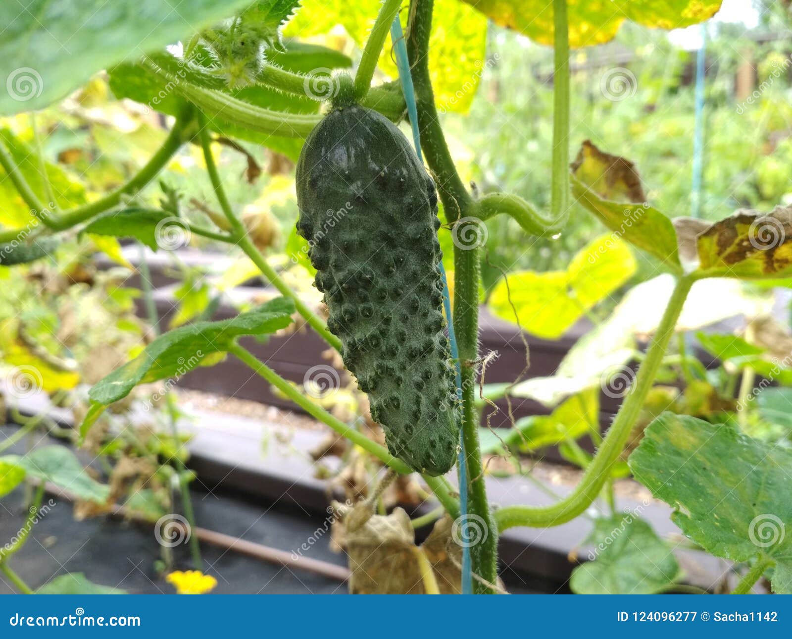 Cucumbers Growing In A Garden Harvesting Cucumbers Stock Image