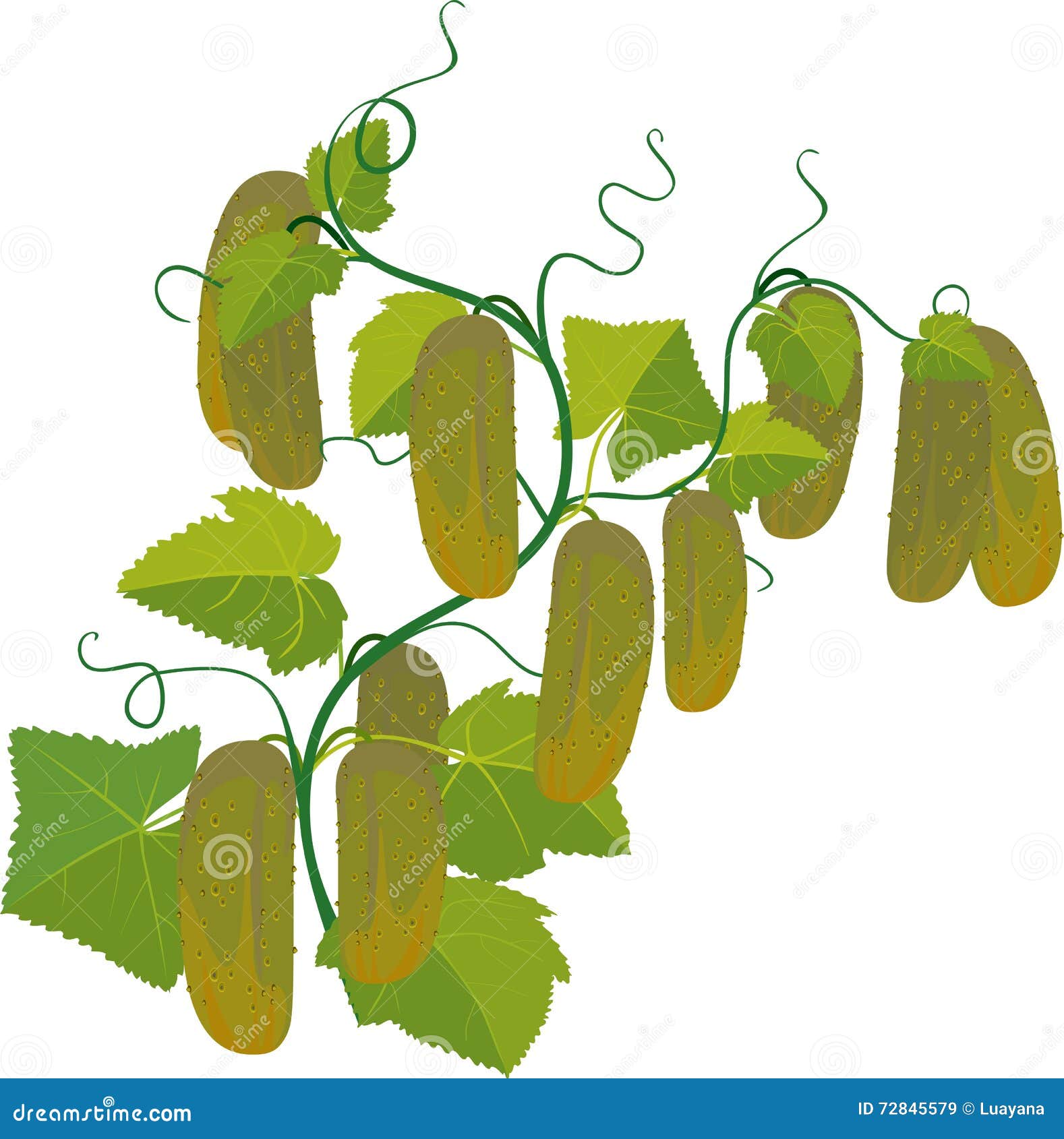 Cucumbers growing on vines stock vector. Illustration of gardening