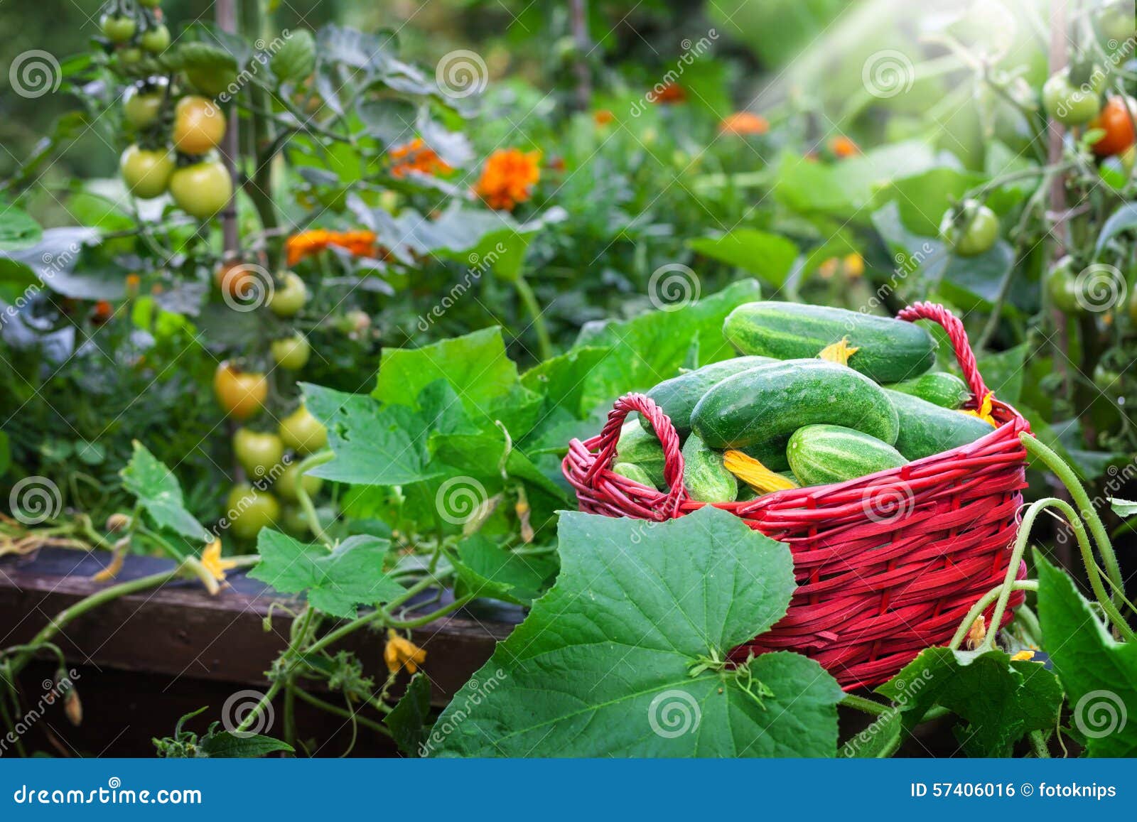 Cucumbers from the Raised Bed, Harvest Stock Photo Image of raised