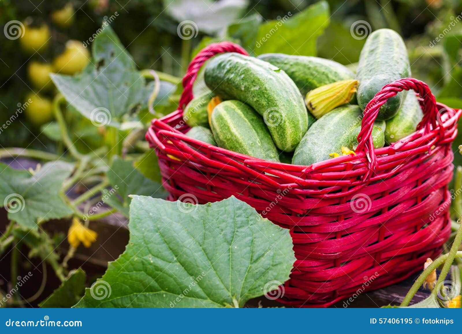 Cucumbers from the Raised Bed, Harvest Stock Image Image of leaves