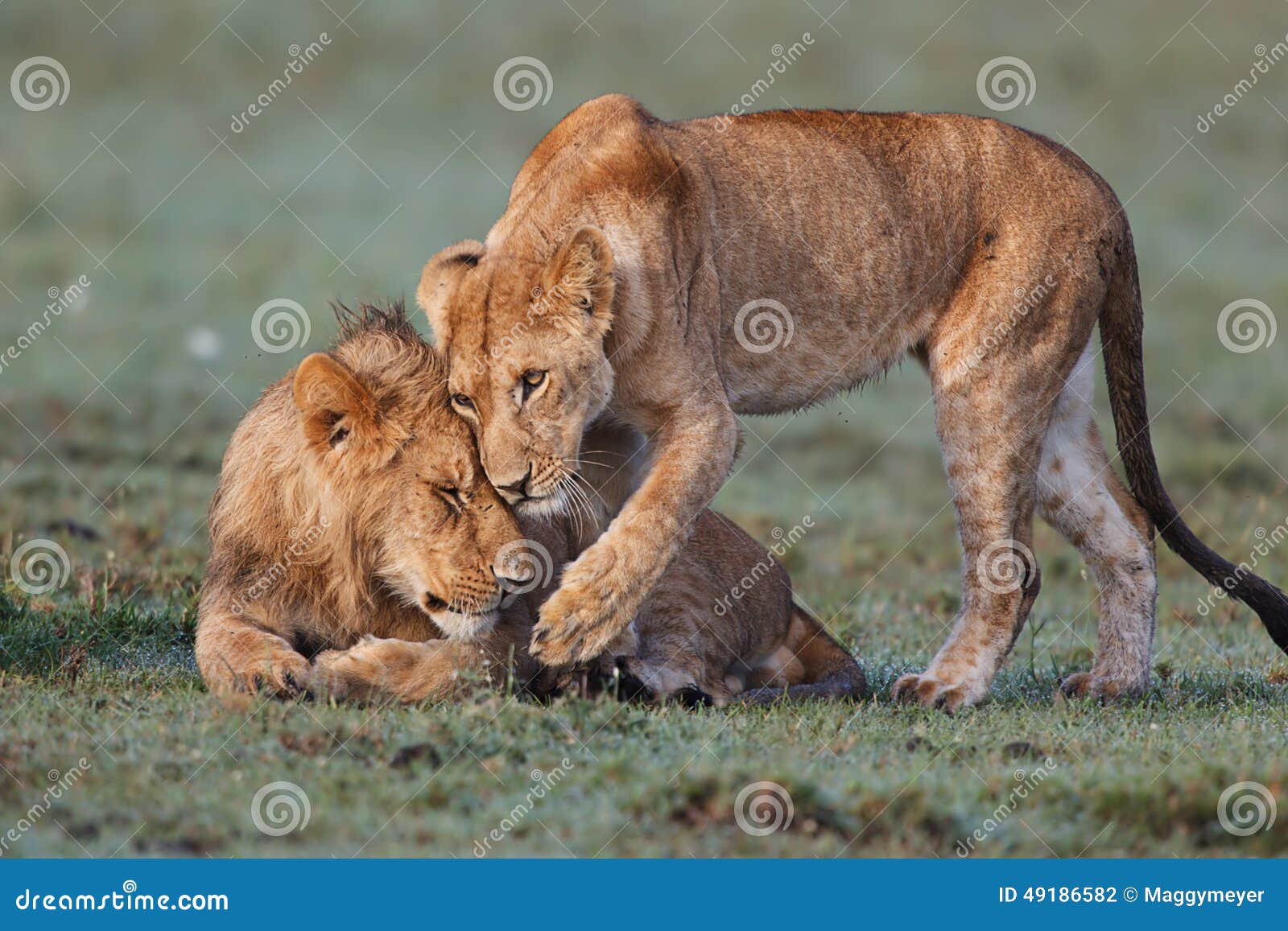 cuddle lions in masai mara