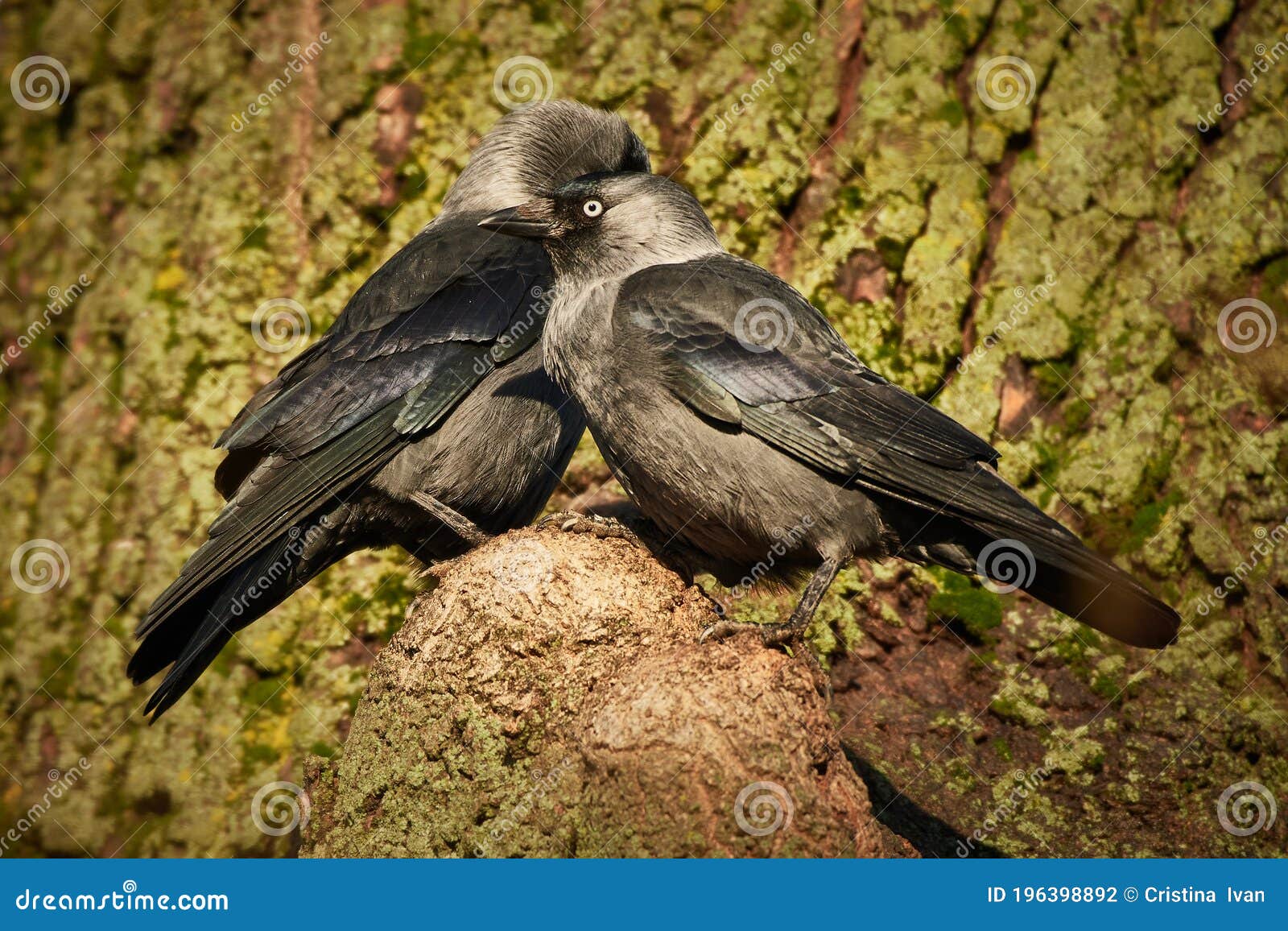 cuddle pair of corvus monedula, western jackdaw