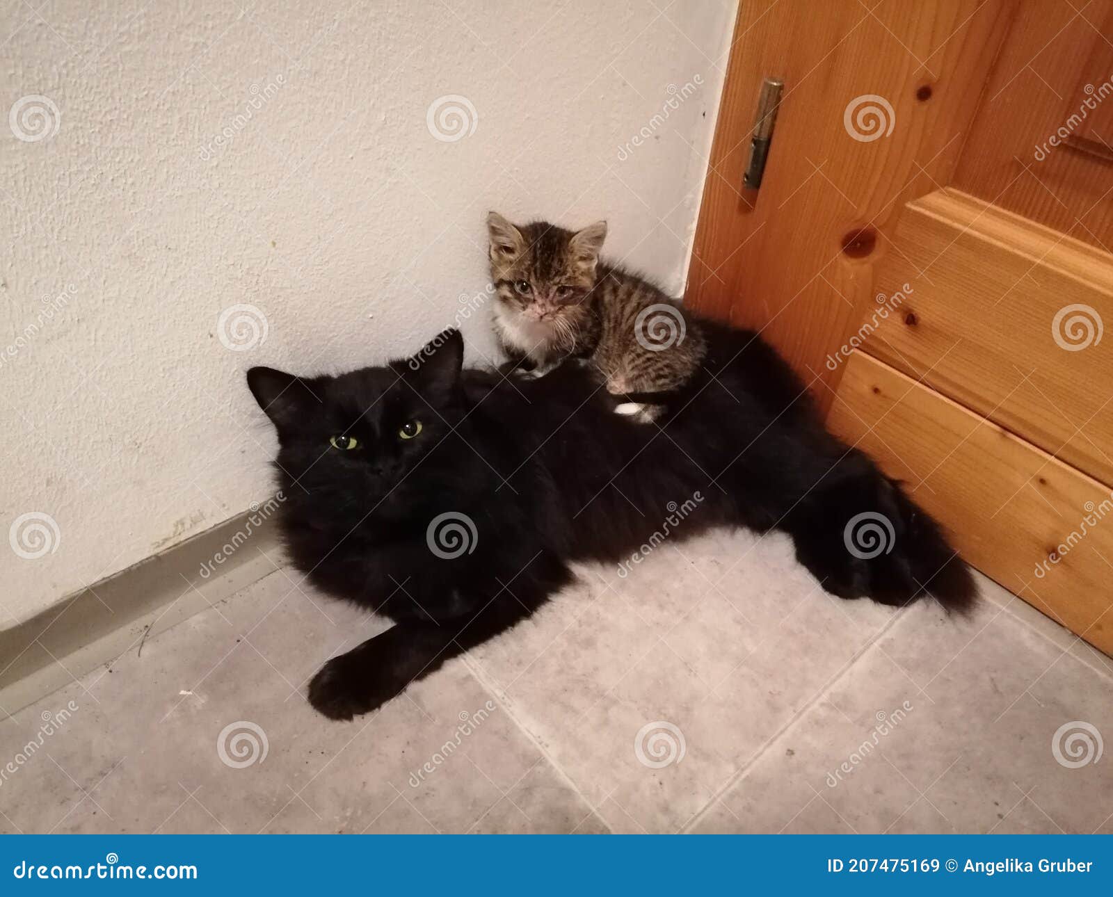 Cuddle Time for Baby Cat and Big Brother Stock Image Image of time