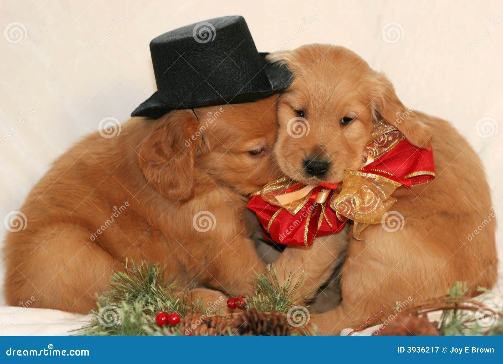 golden retriever puppies cuddling