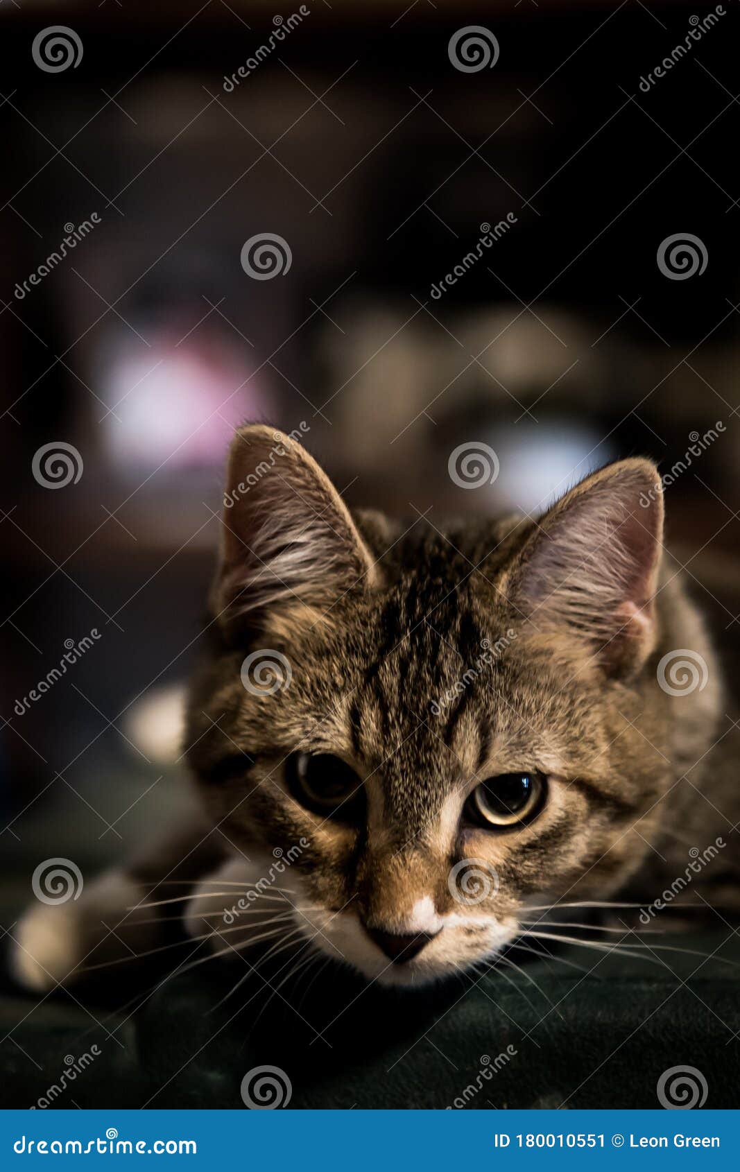 Cuddly Kitty Cat Laying Around the House Stock Image Image of playful
