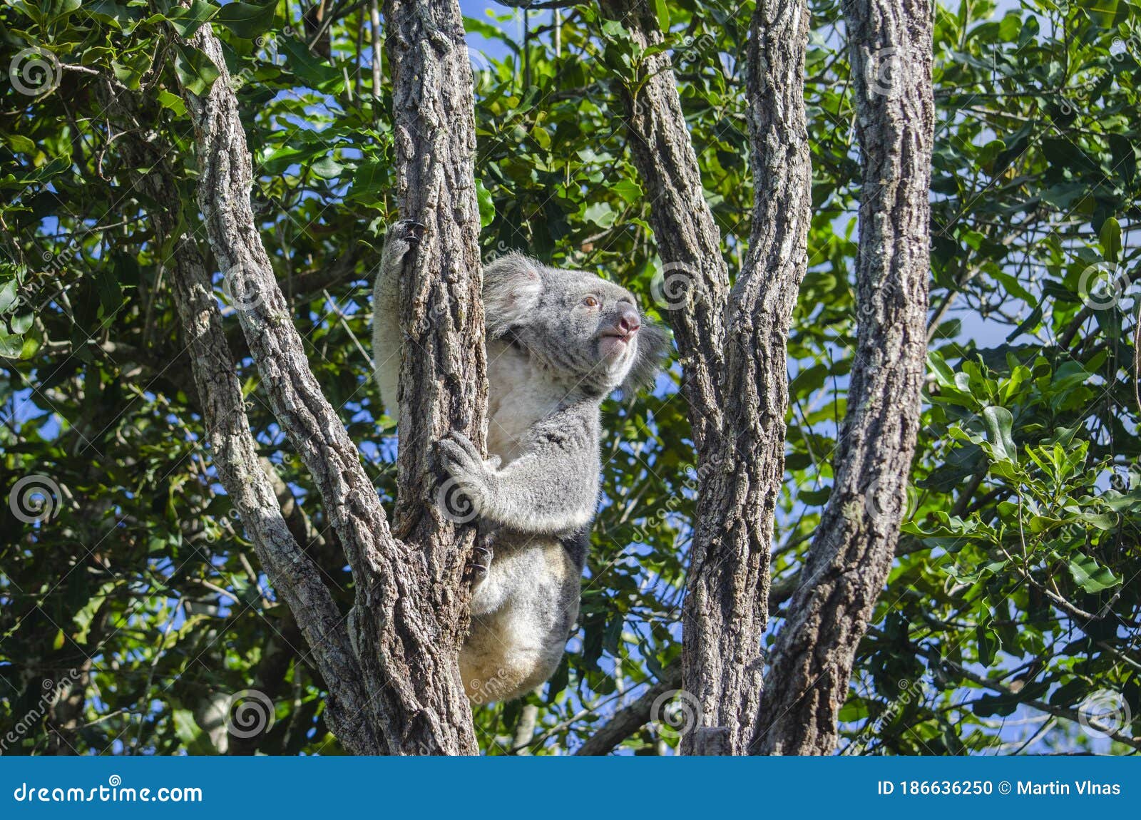 Cuddly Koala on Tree, Australia Stock Photo Image of cuddly, brisbane