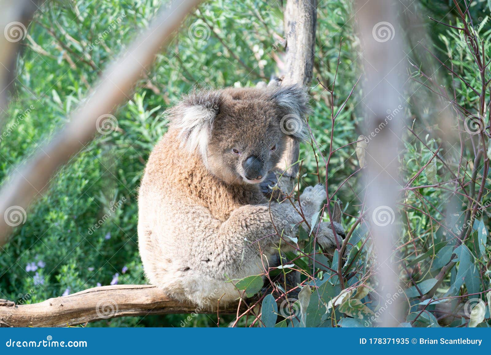 Cuddly koala up tree stock image. Image of scenery, cinereus 178371935