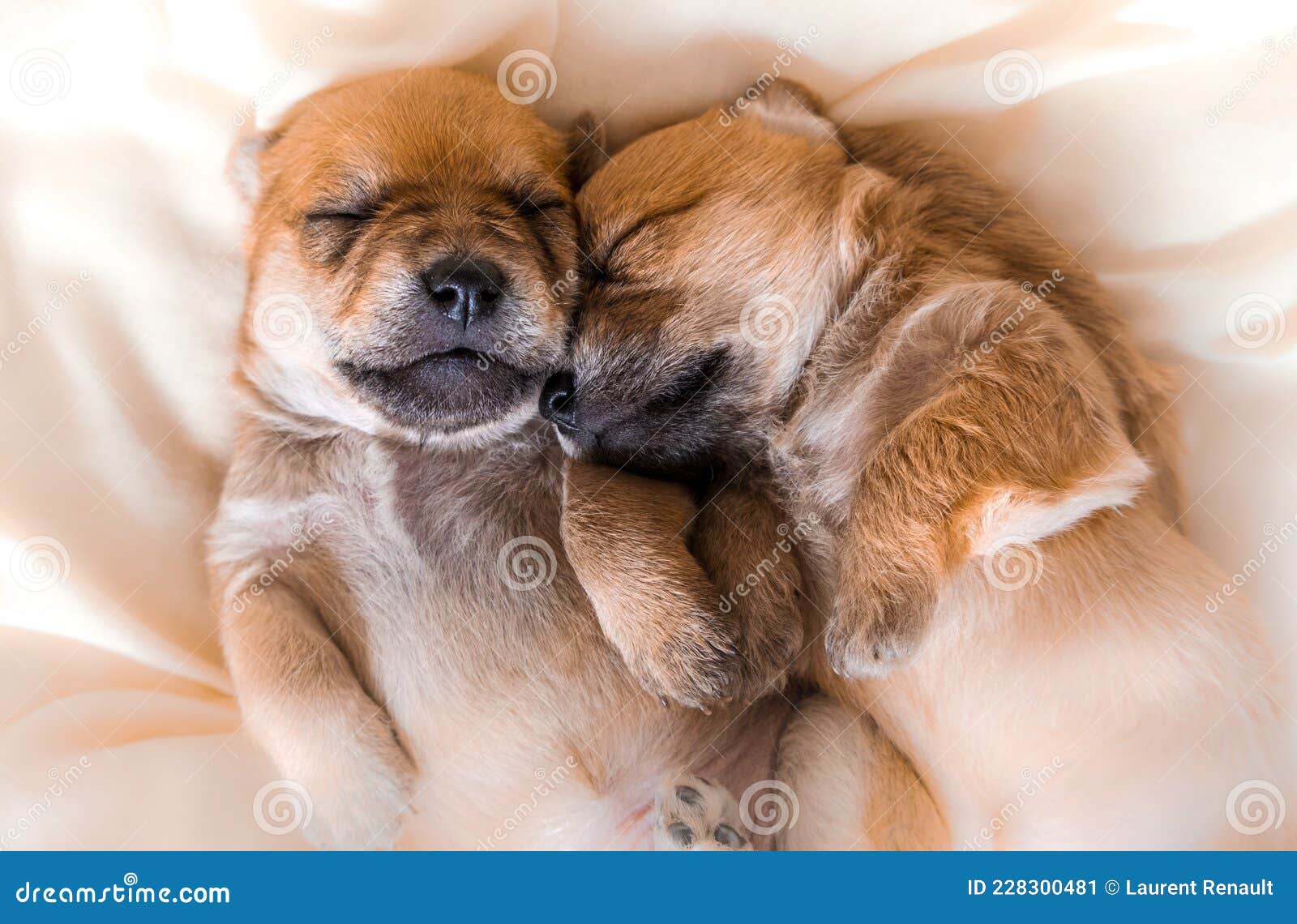 cuddly newborn puppies in sweet dreams