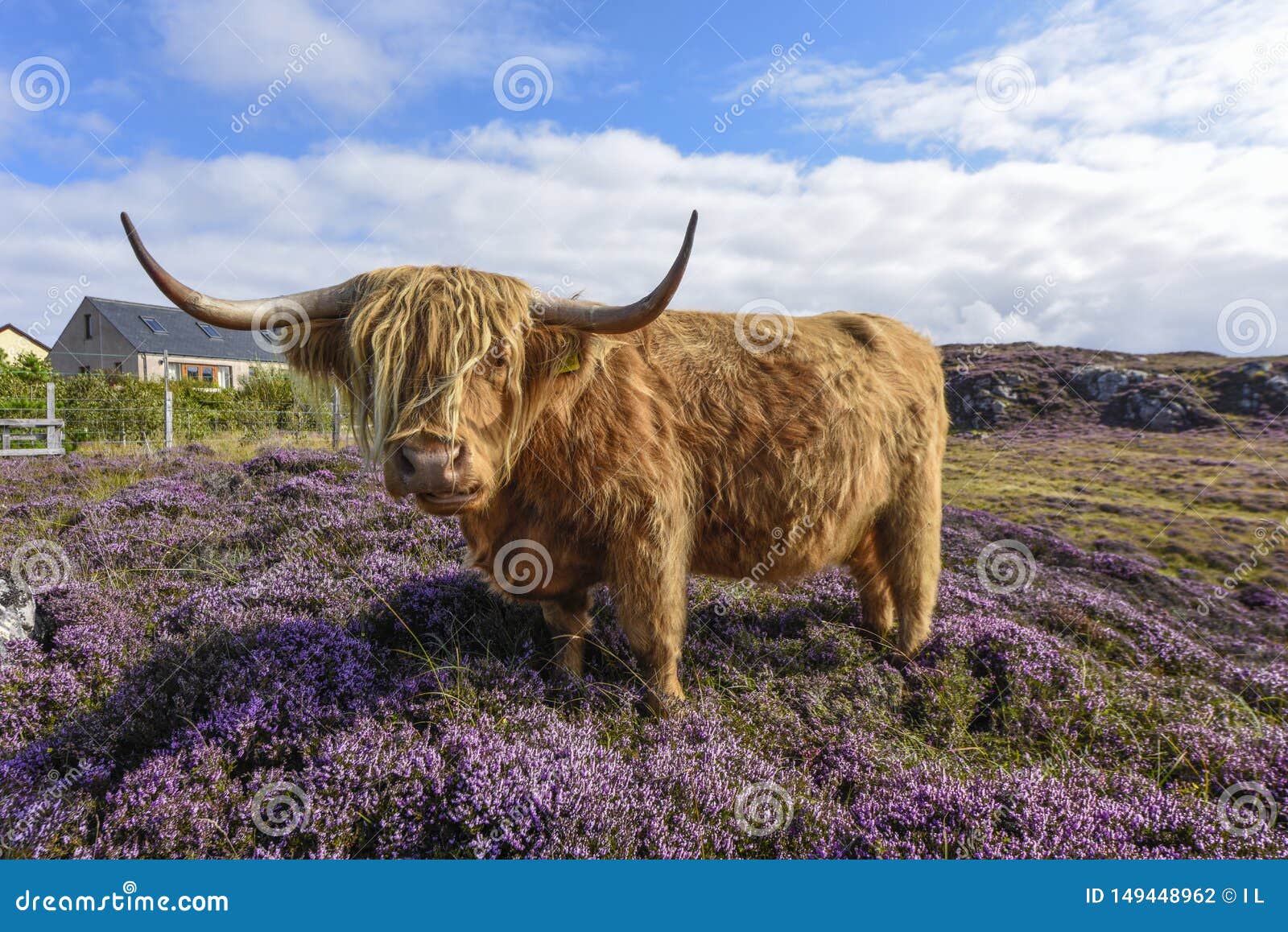 cuddly scottish highland cattle in pink heather, scotland, great britain