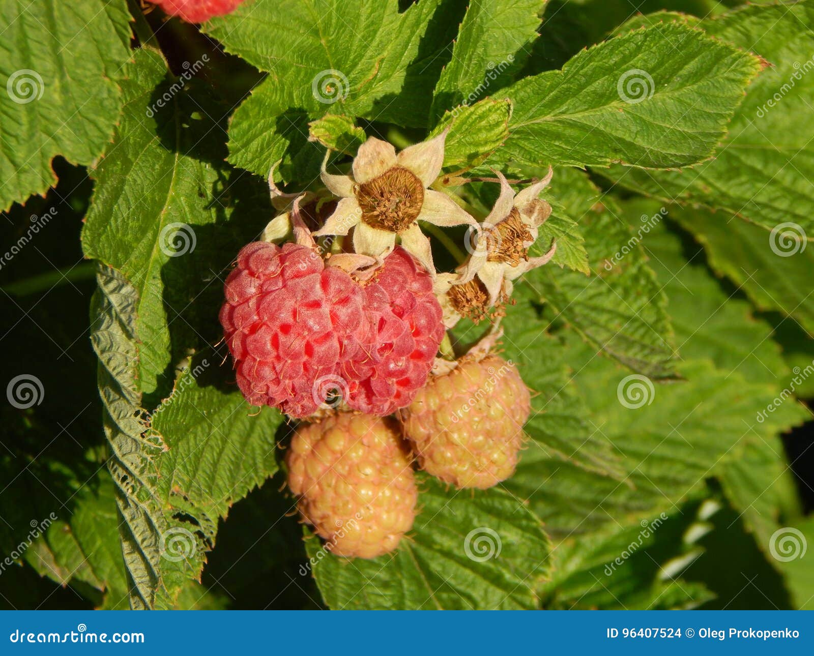 Cueillette De Fruit De Framboises De Baie Photo stock Image du fruits