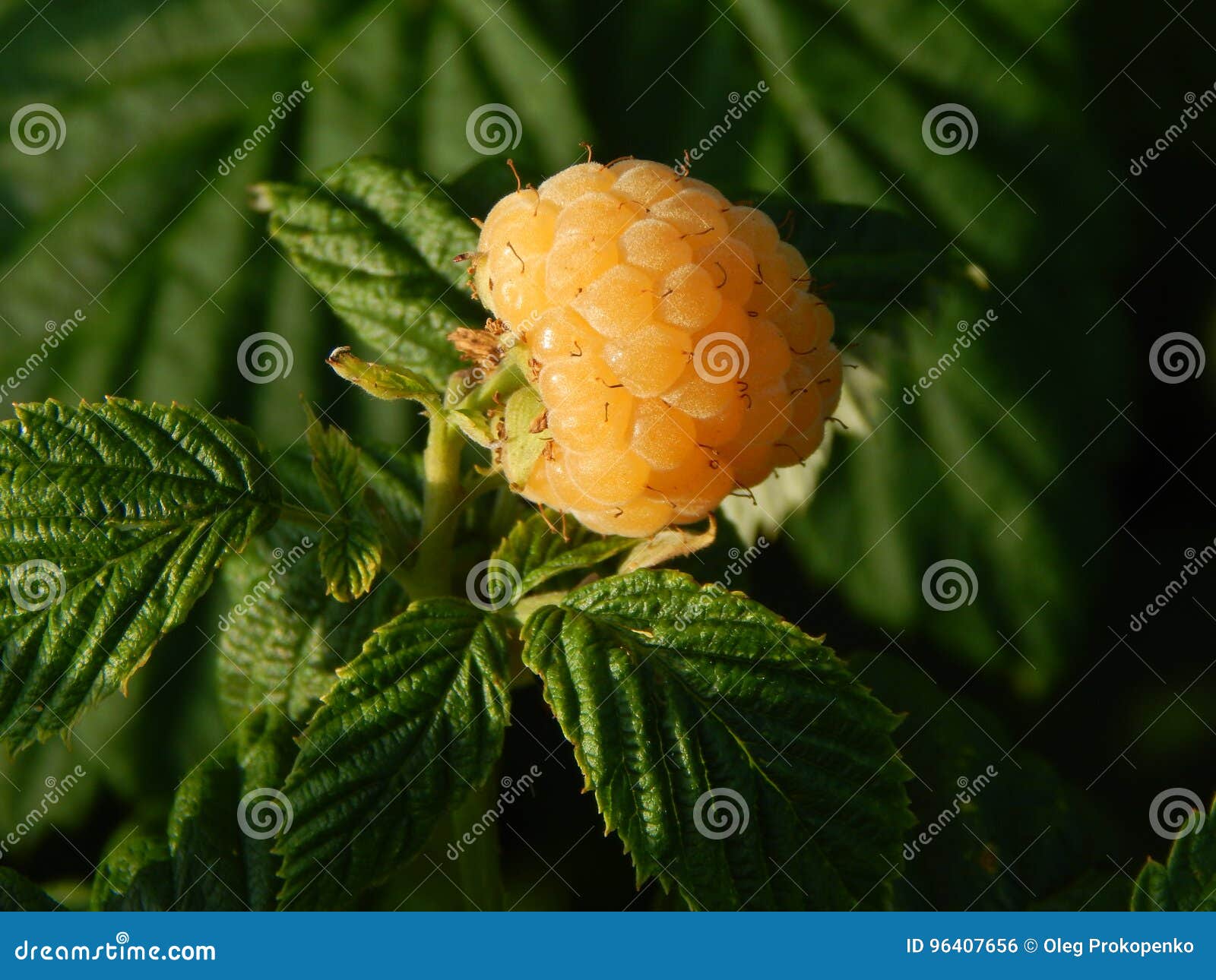 Cueillette De Fruit De Framboises De Baie Photo stock Image du normal