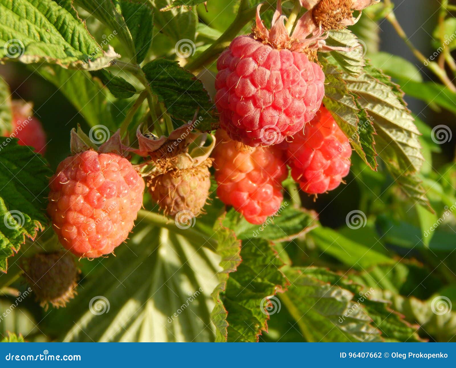 Cueillette De Fruit De Framboises De Baie Photo stock Image du