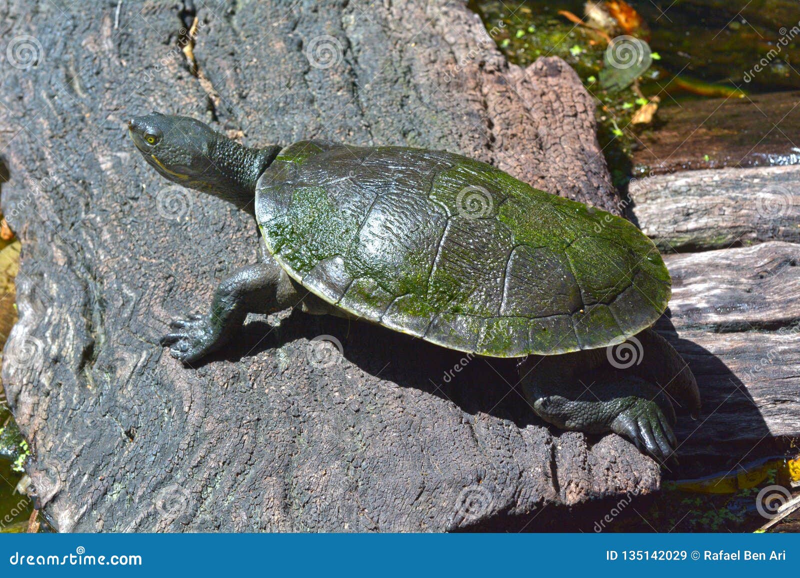 Turtle rise. Freshwater Turtle. Австралийская змеиношеяя черепаха фото.
