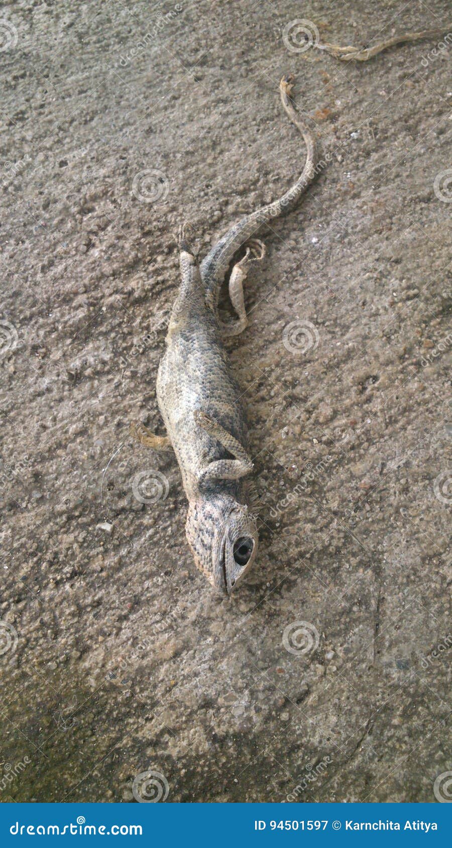 Cuerpo del lagarto muerto