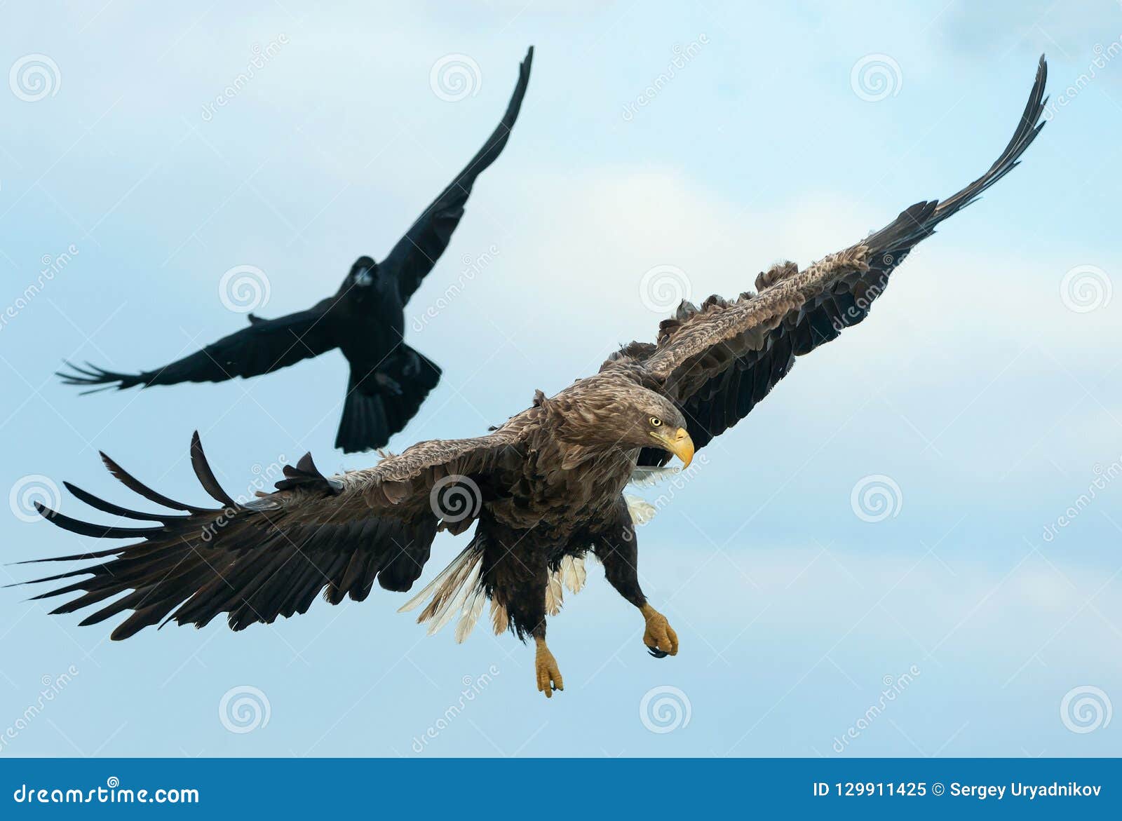 Cuervo Y águila Atada Blanca En Vuelo Imagen de archivo - Imagen de cola,  estrépito: 129911425