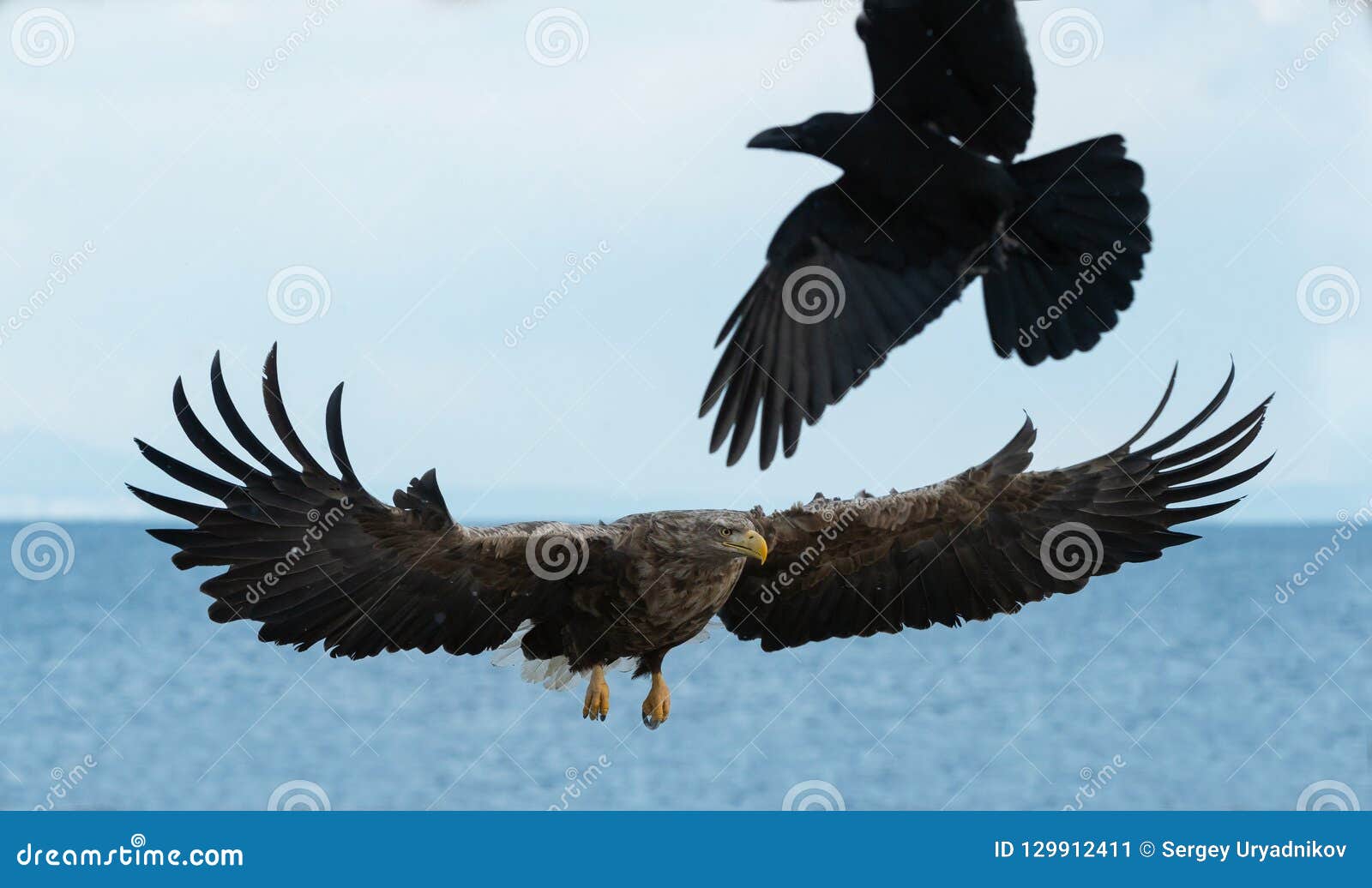 Cuervo Y águila Atada Blanca En Vuelo Imagen de archivo - Imagen de  también, cola: 129912411