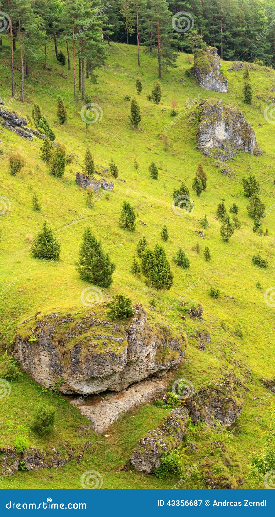 Cuestas del enebro en el valle de Kleinziegenfeld en Alemania. Panorama bávaro fantástico del paisaje El árbol del enebro se inclina en el valle de Kleinziegenfeld en Alemania Colores verdes preciosos en las colinas