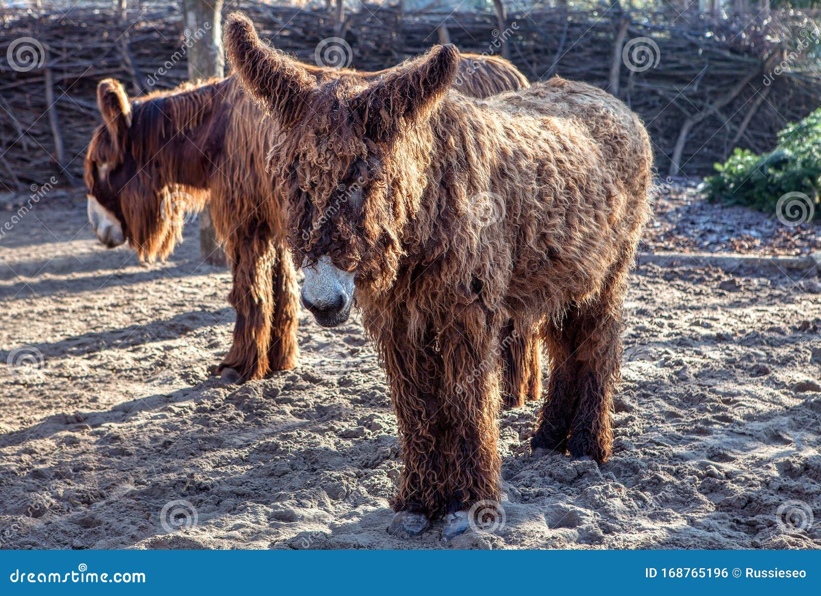 Cul poilu photo stock. Image du câlin, horizontal, barrière - 168765196